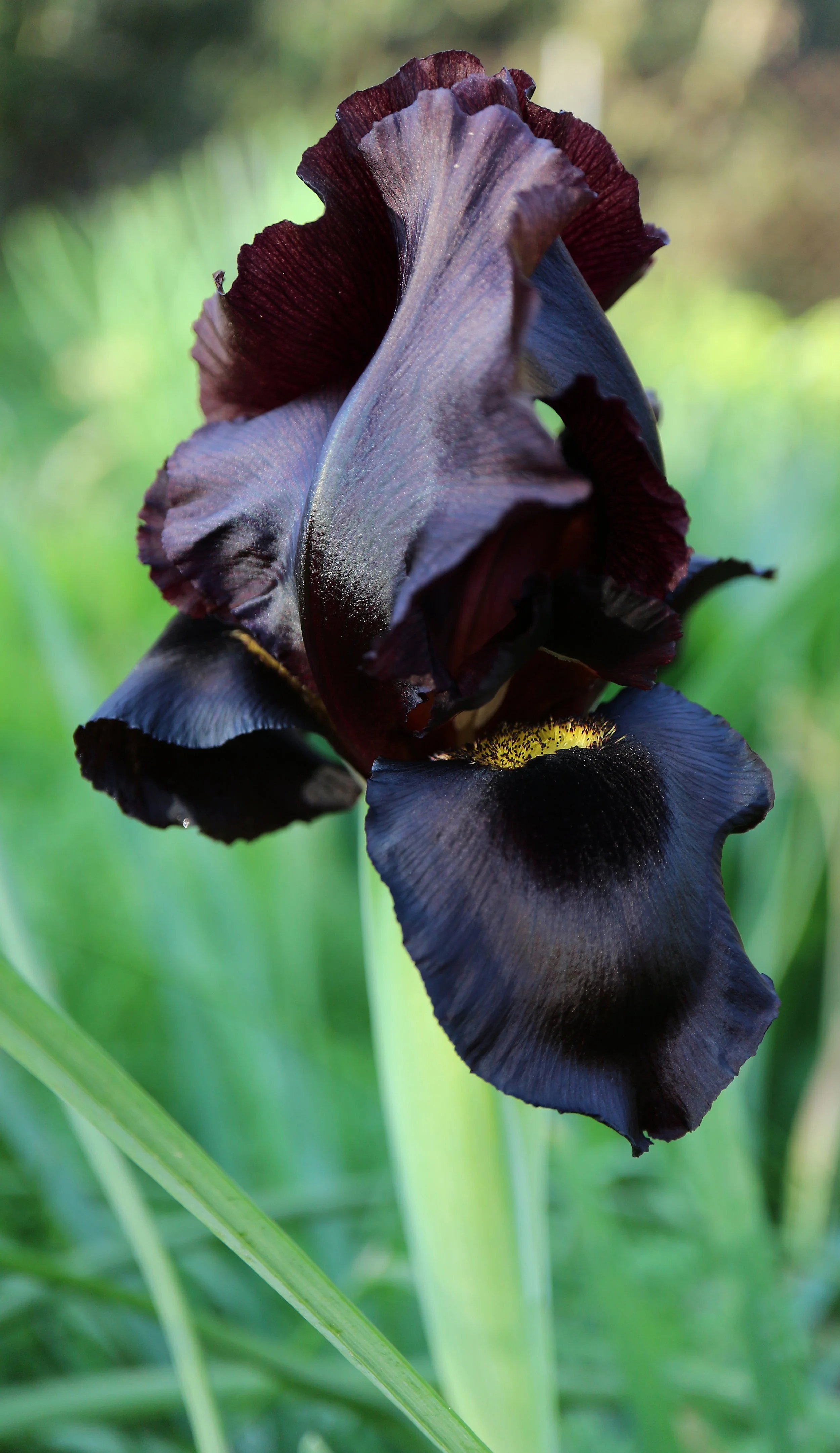 Iris atropurpurea / Iridaceae / Israel-Palestine