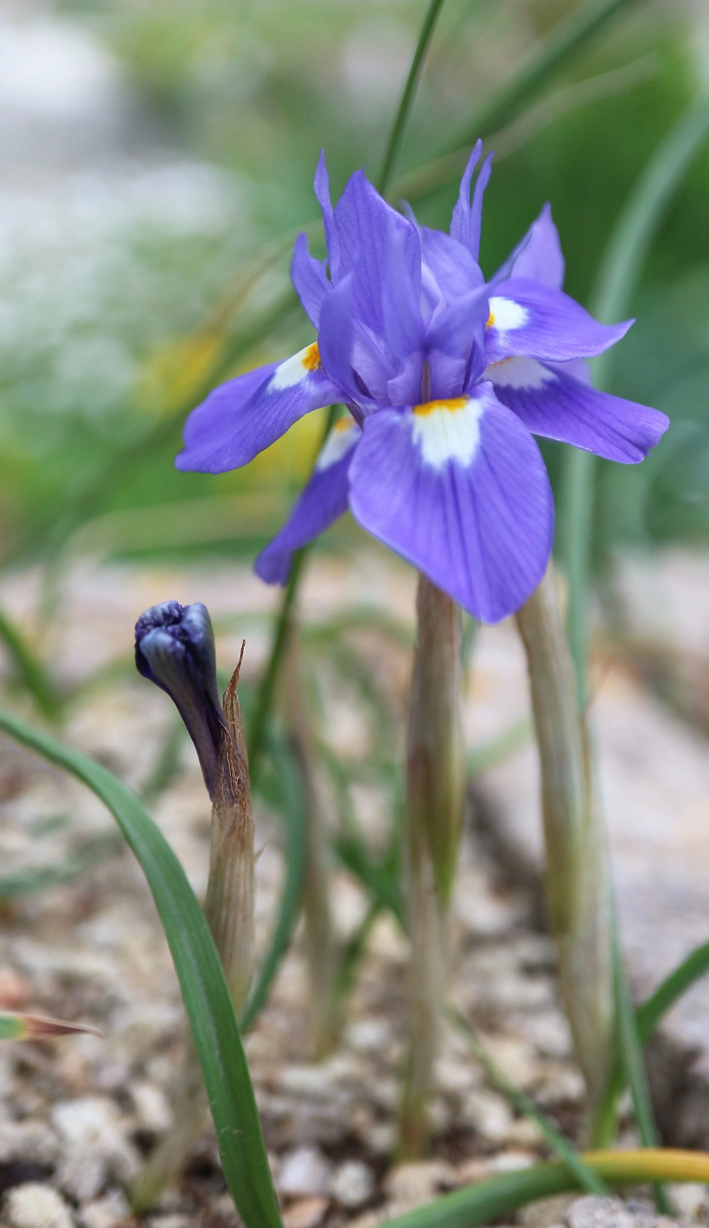 Moraea sisyrhinchium (ex Alcudia) / Iridaceae / Mediterranean Region