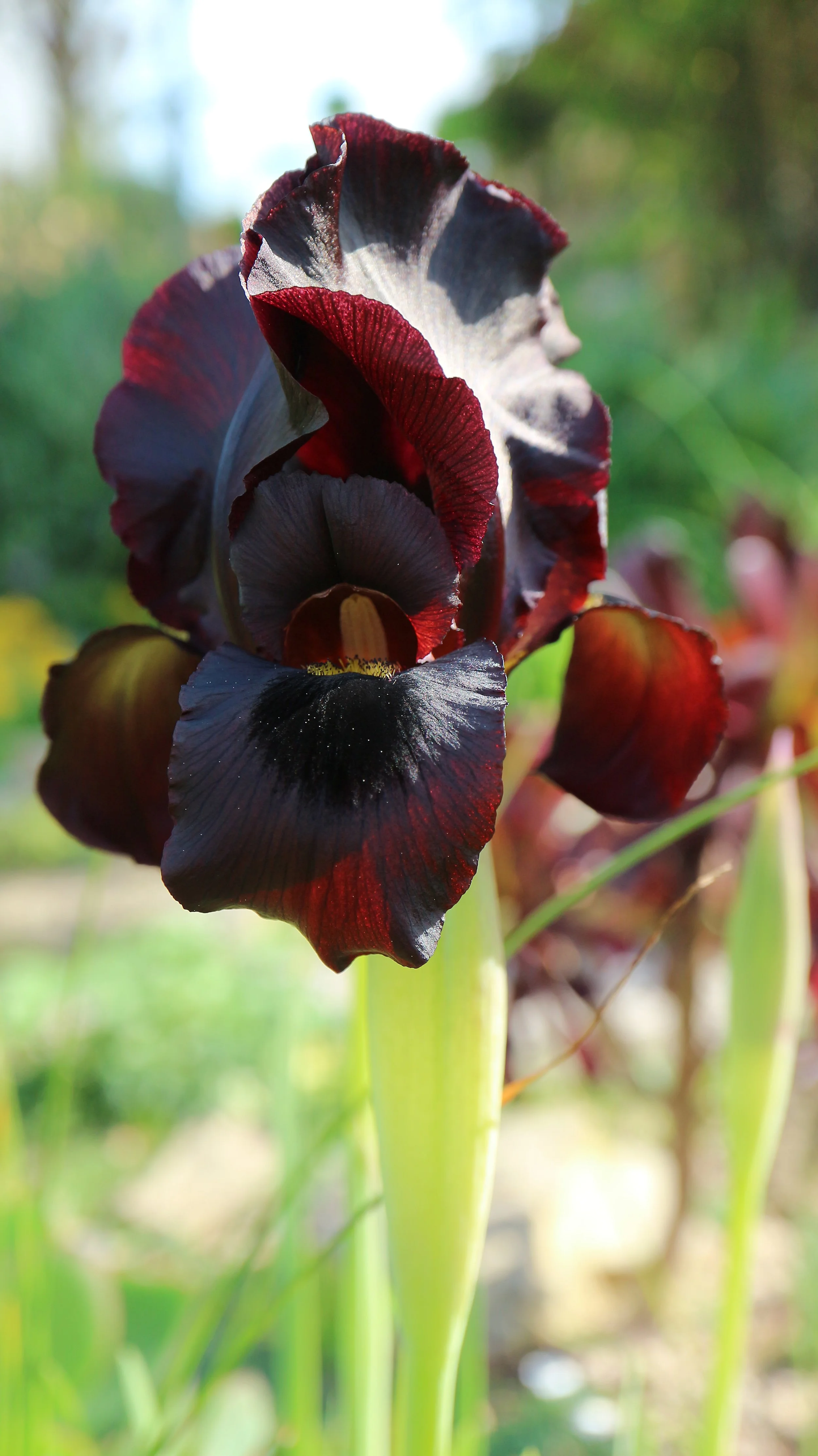 Iris atropurpurea / Iridaceae / Israel-Palestine