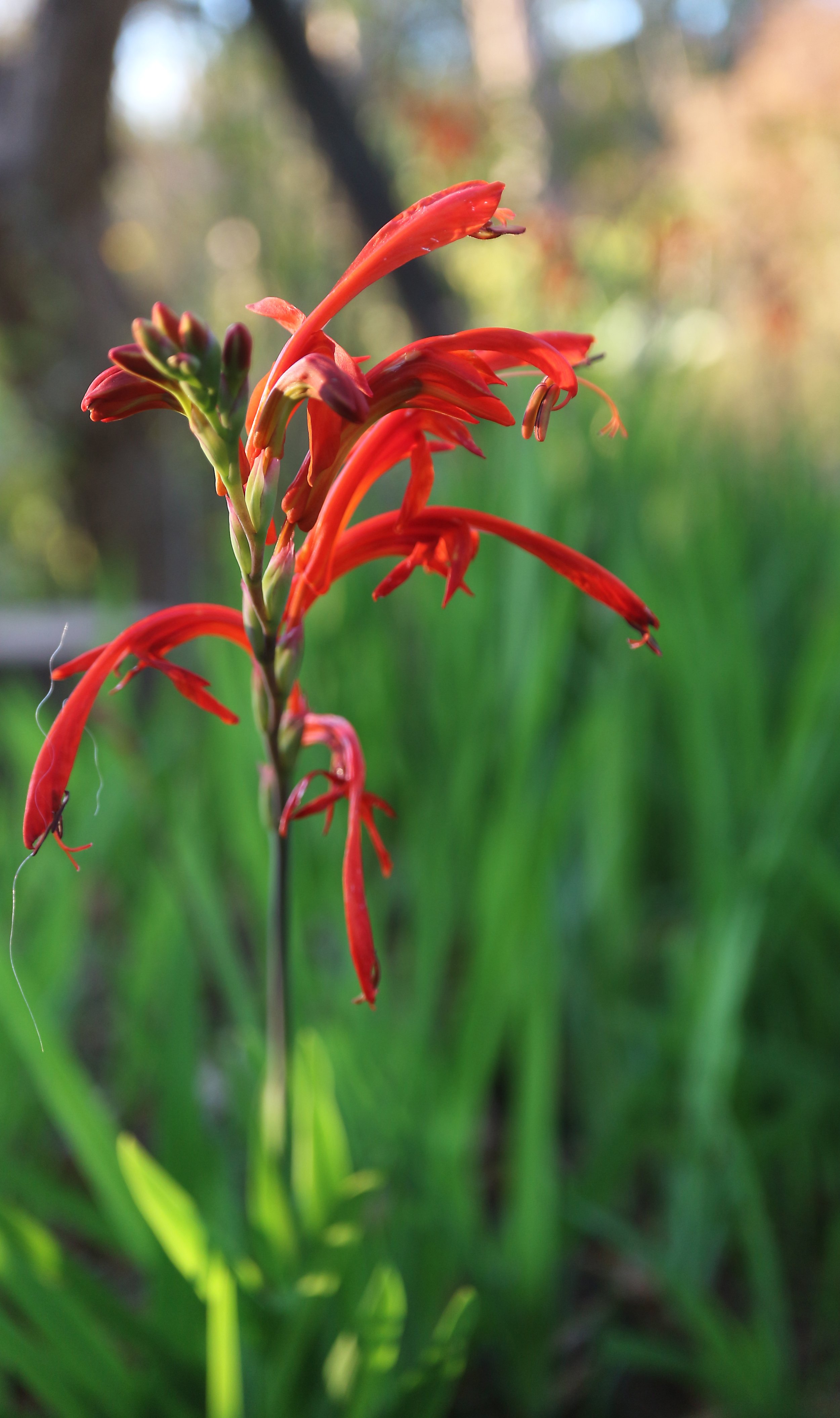 Chasmanthe aethiopica / Iridaceae / W & S Cape, South Africa