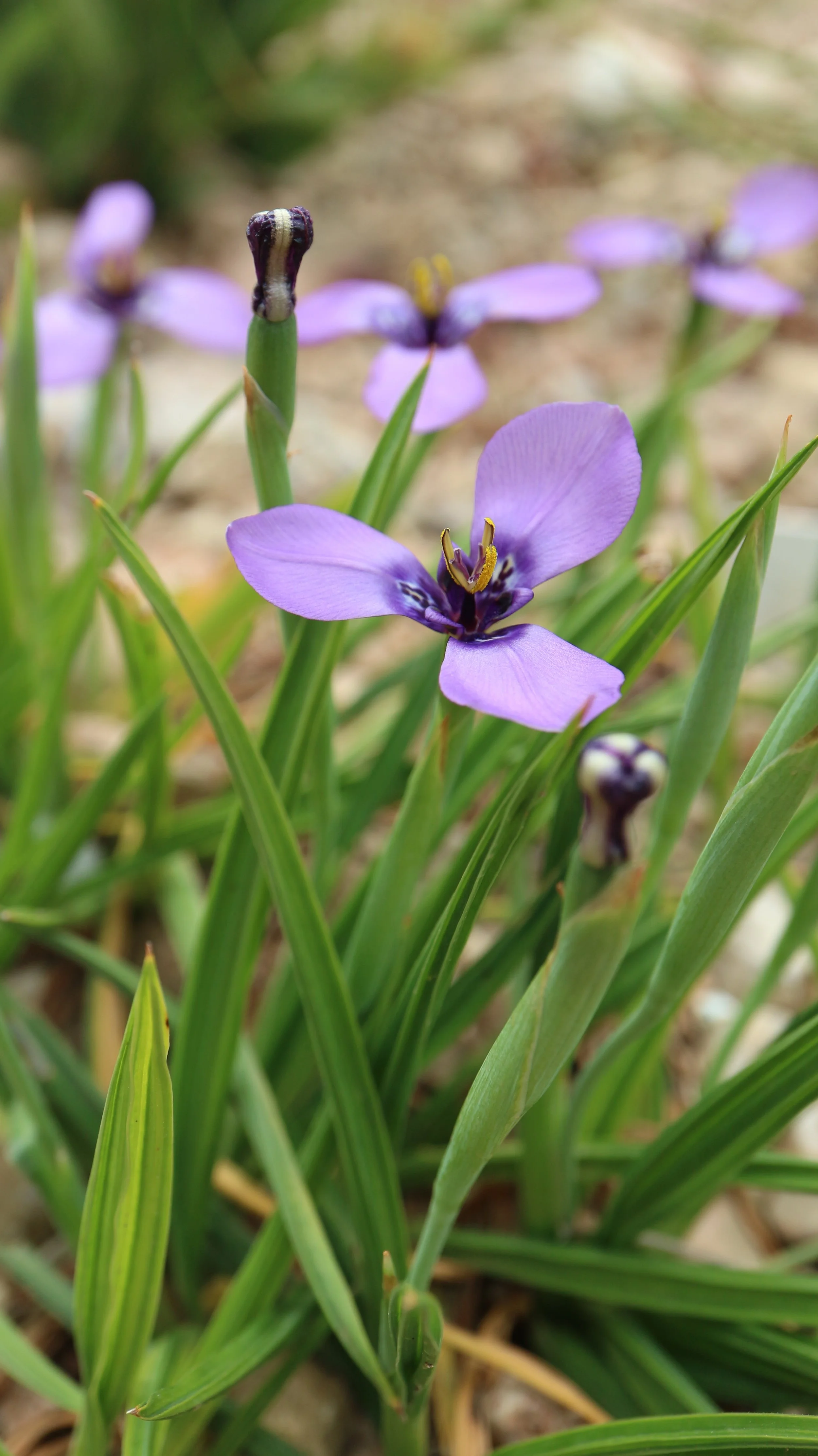 Herbertia lahue / Iridaceae / Texas, Uruguay, Chile
