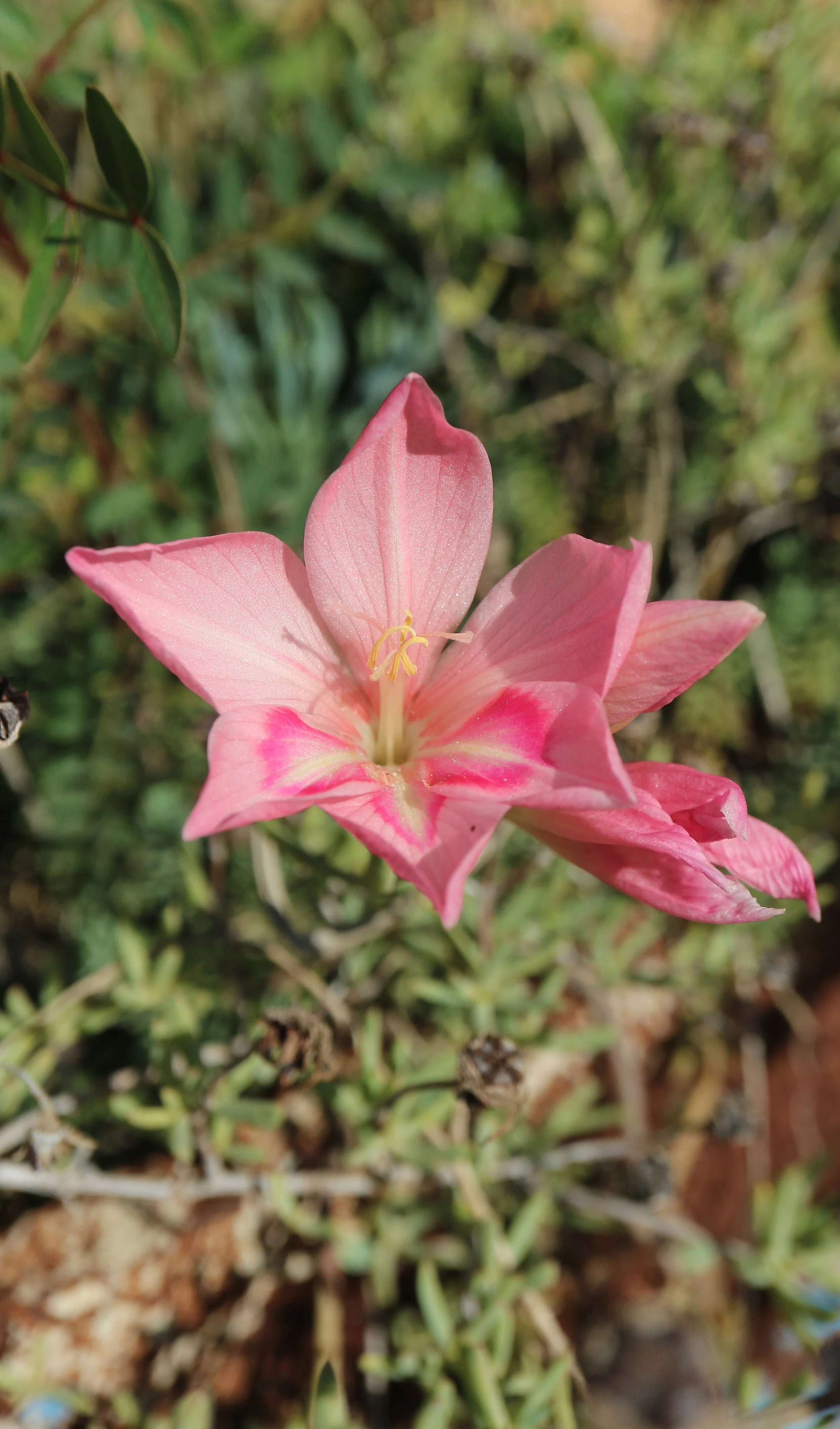 Gladiolus carmineus / Iridaceae / S Cape, South africa