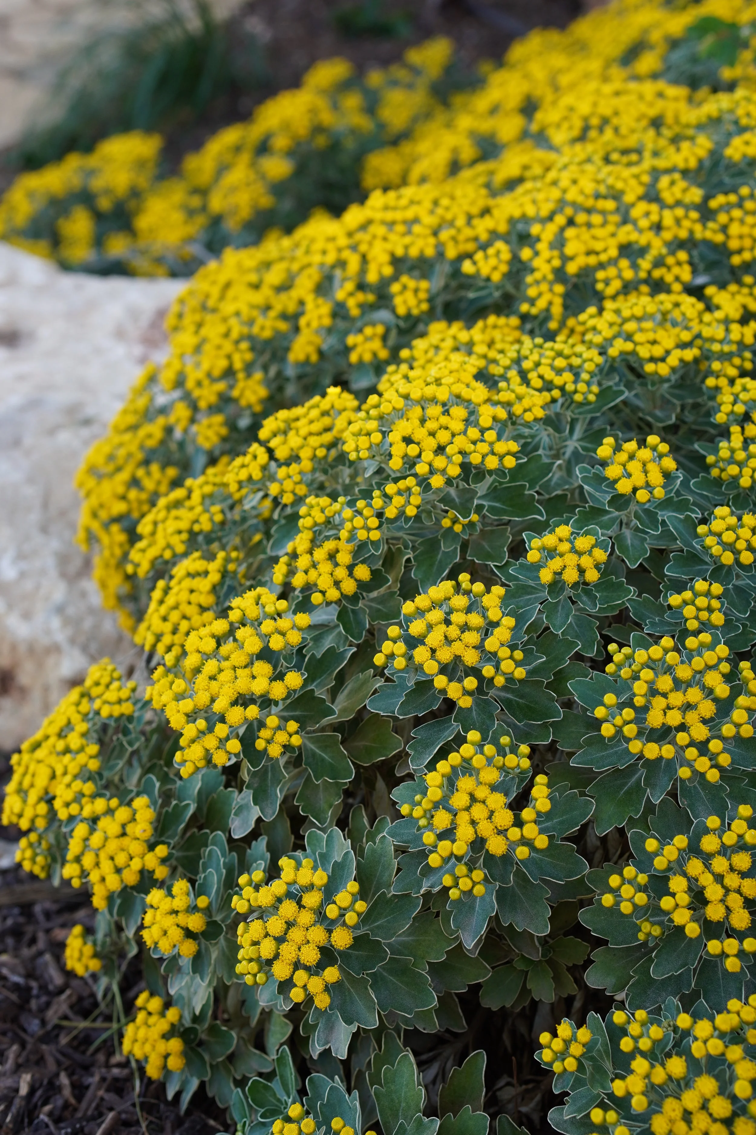 Ajania pacifica / Asteraceae / Japan