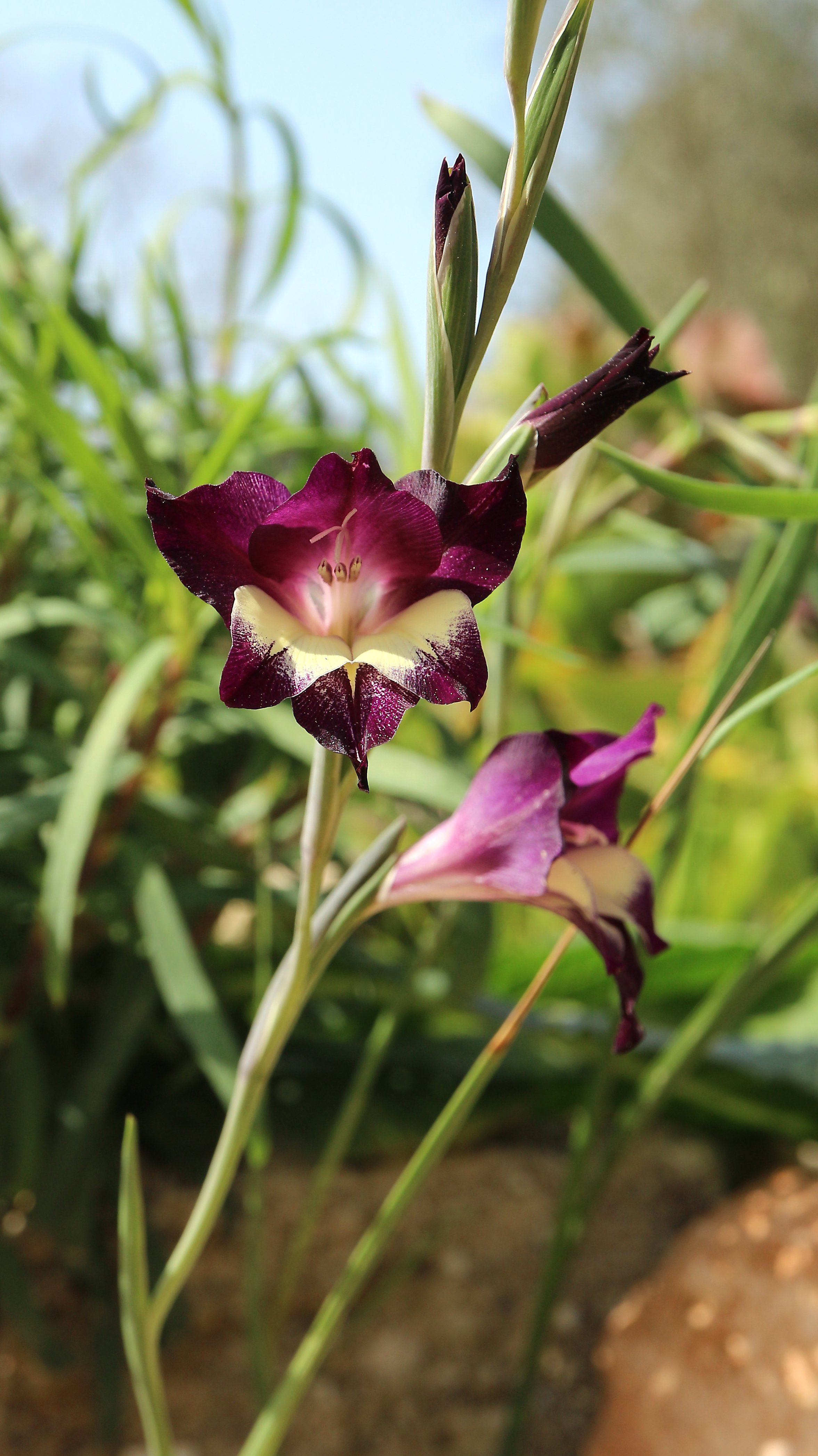 Gladiolus tristis x ( Spontaneous garden cross) / Iridaceae