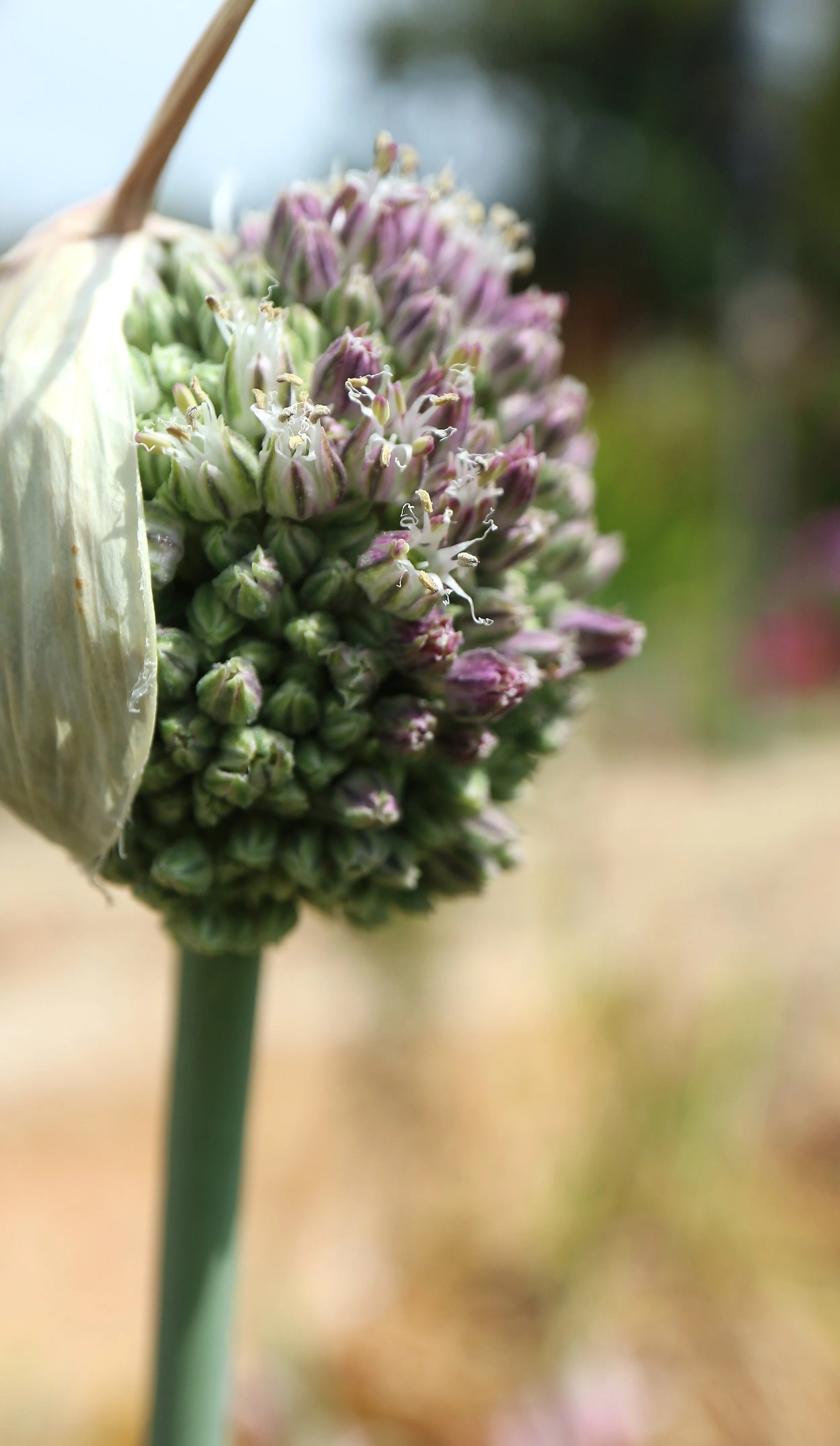 Allium commutatum (ex Alcudia, Mallorca) / Allioideae / Mediterranean Region