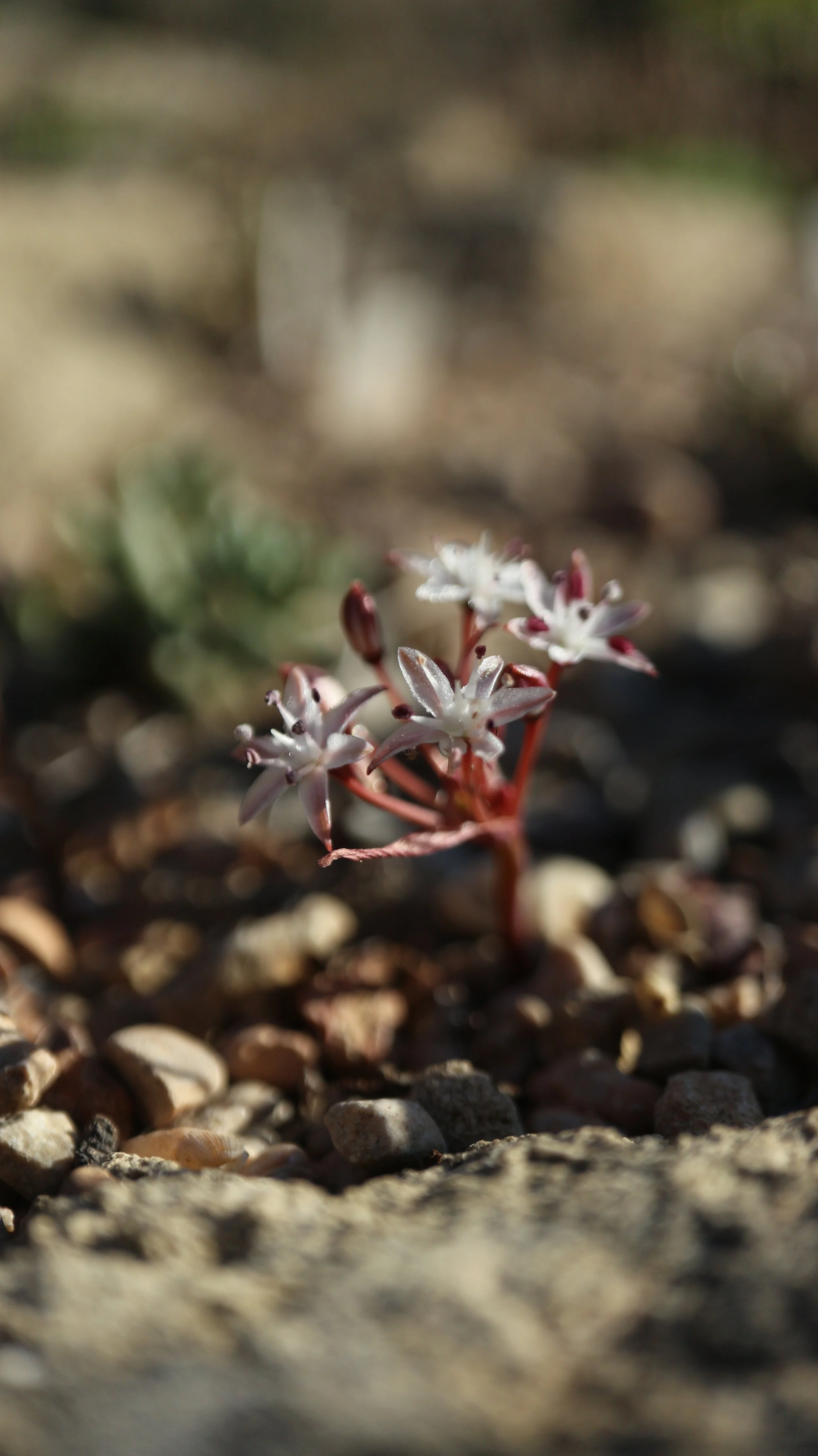 Strumaria aestivalis / Amaryllidaceae / W Cape, South Africa