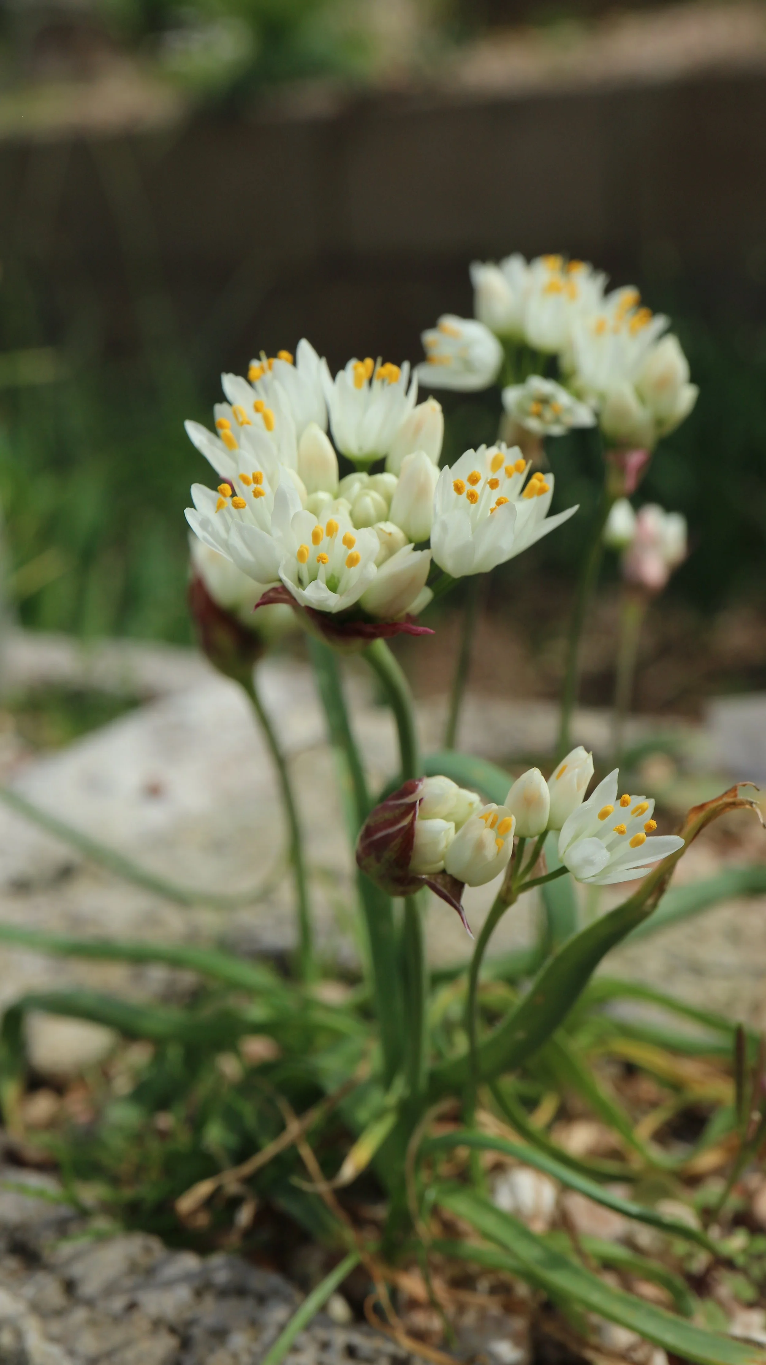 Allium subvillosum (ex Algarve) / Allioideae / Mediterranean Region