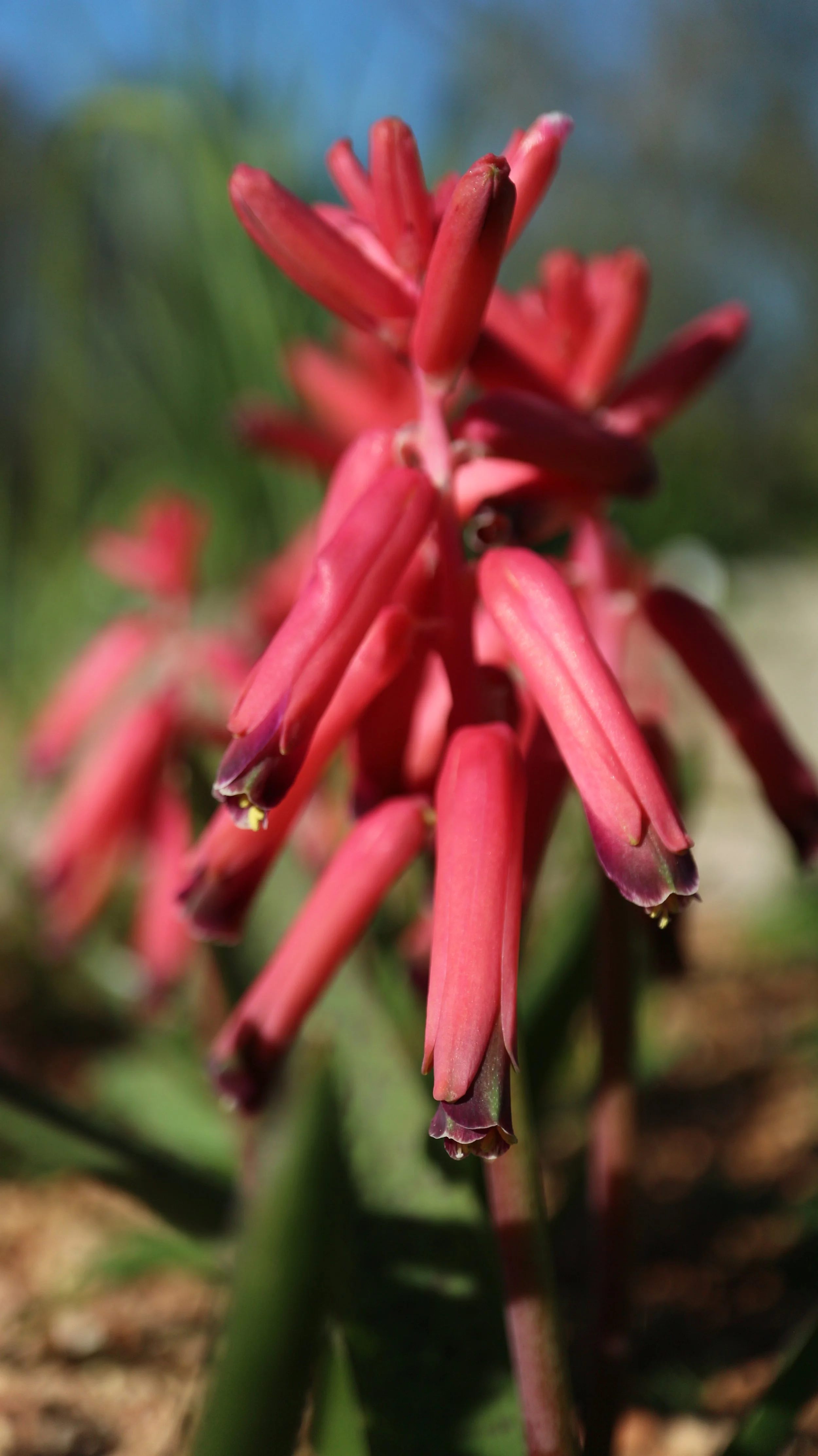 Lachenalia bulbifera / Scilloideae / SW Cape, South Africa