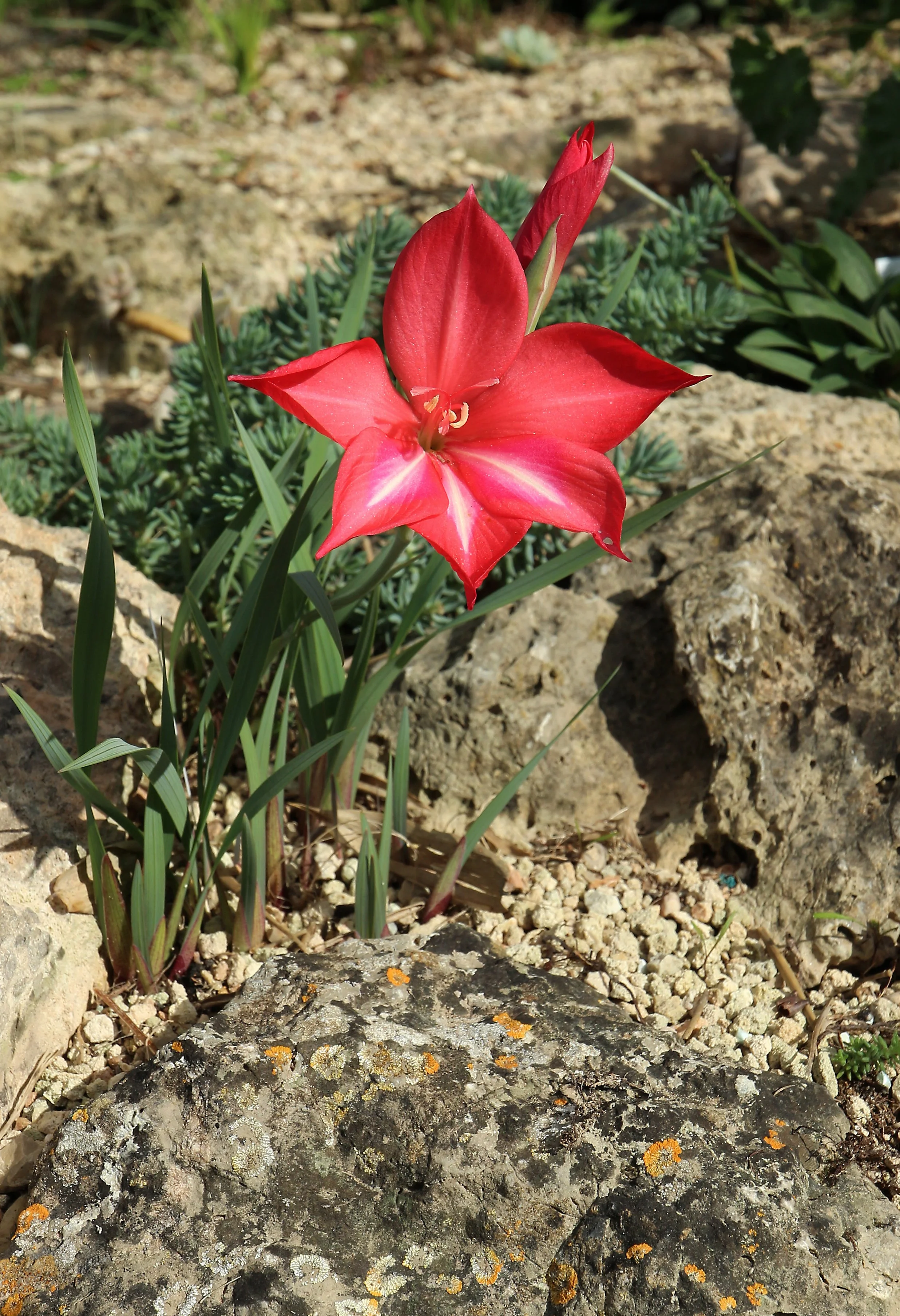 Gladiolus stephaniae / Iridaceae / S Cape, South africa