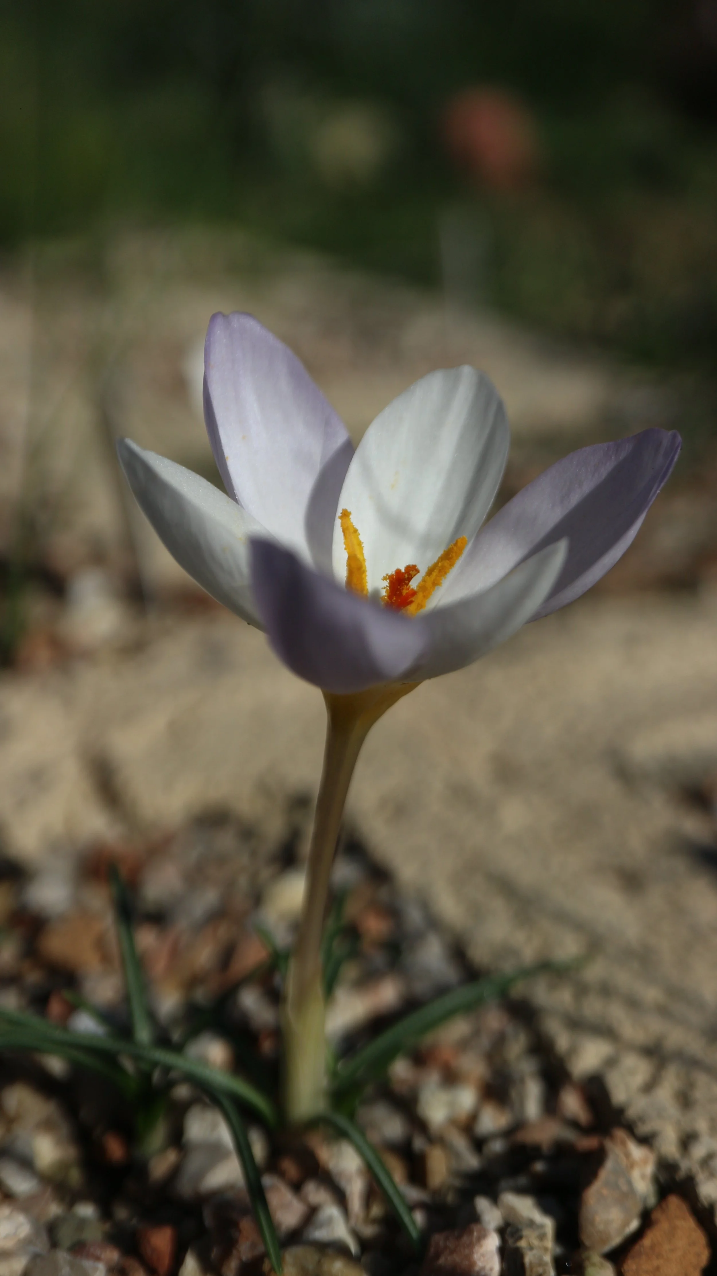Crocus niveus / Iridaceae / E Mediterranean