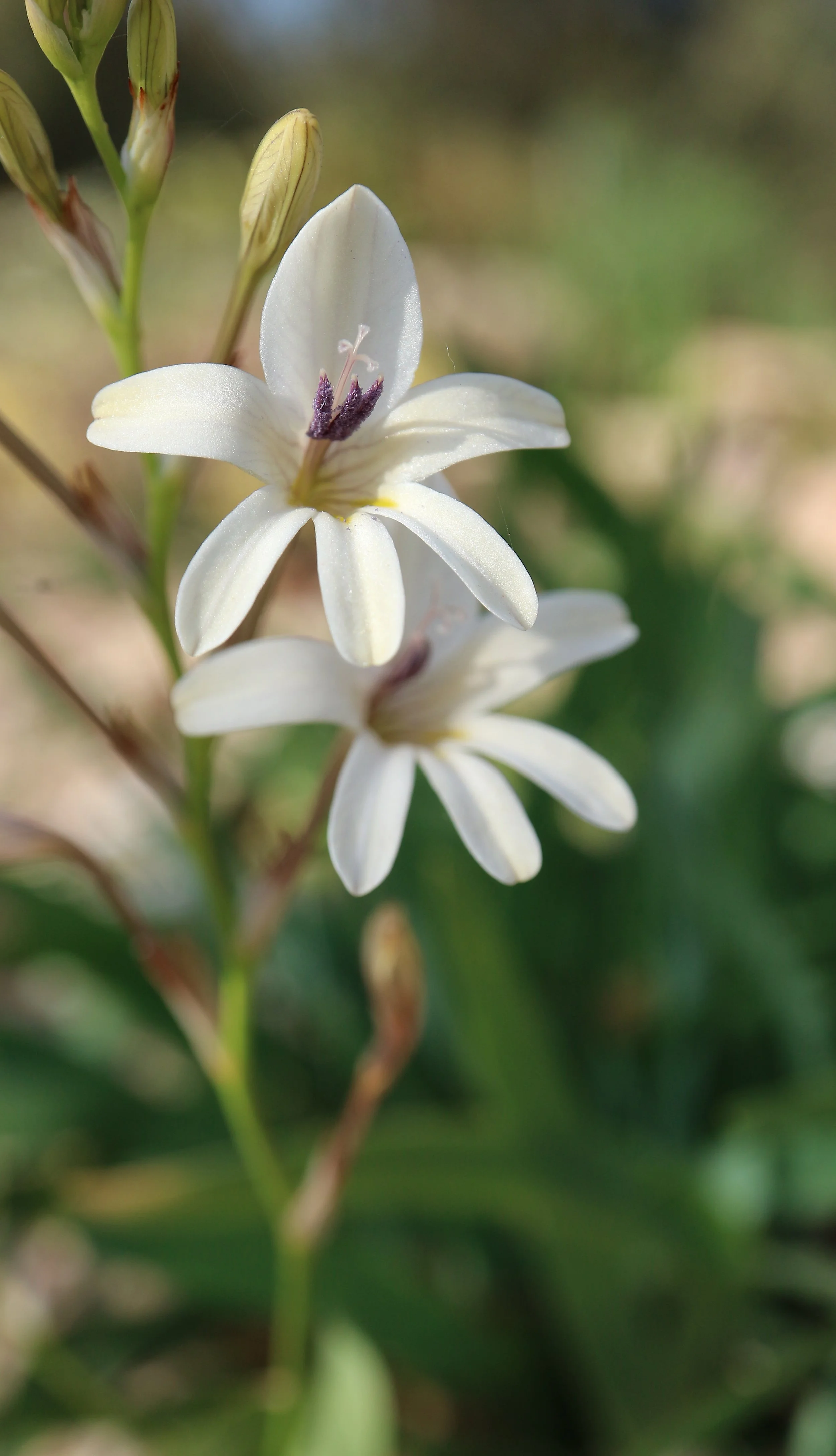 Tritonia pallida / Iridaceae / S Cape, South Africa