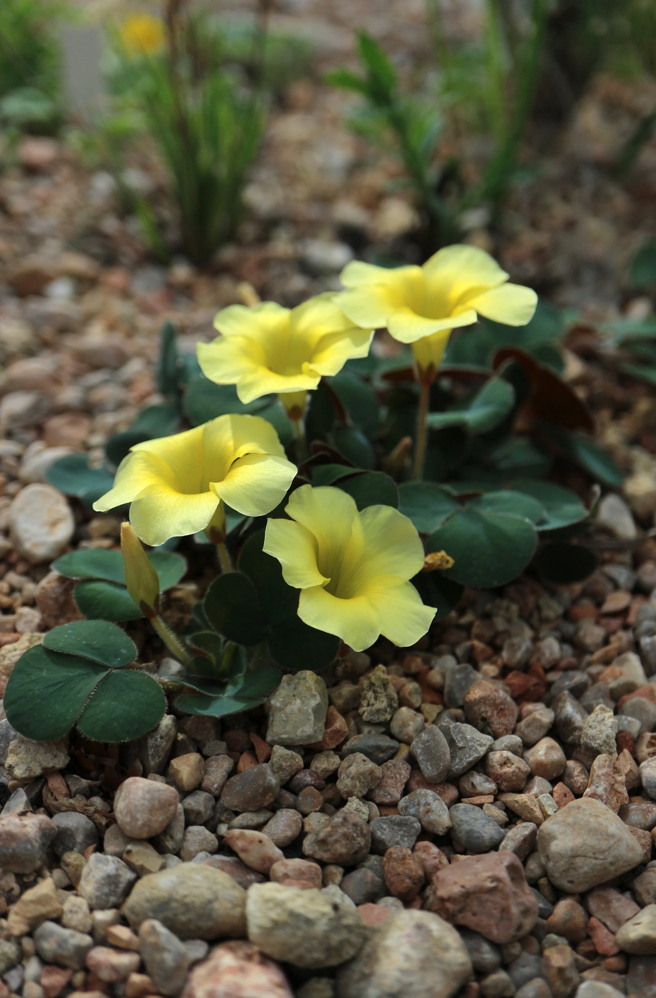 Oxalis luteola var. glauca / Oxalidaceae / SW Cape, South Africa