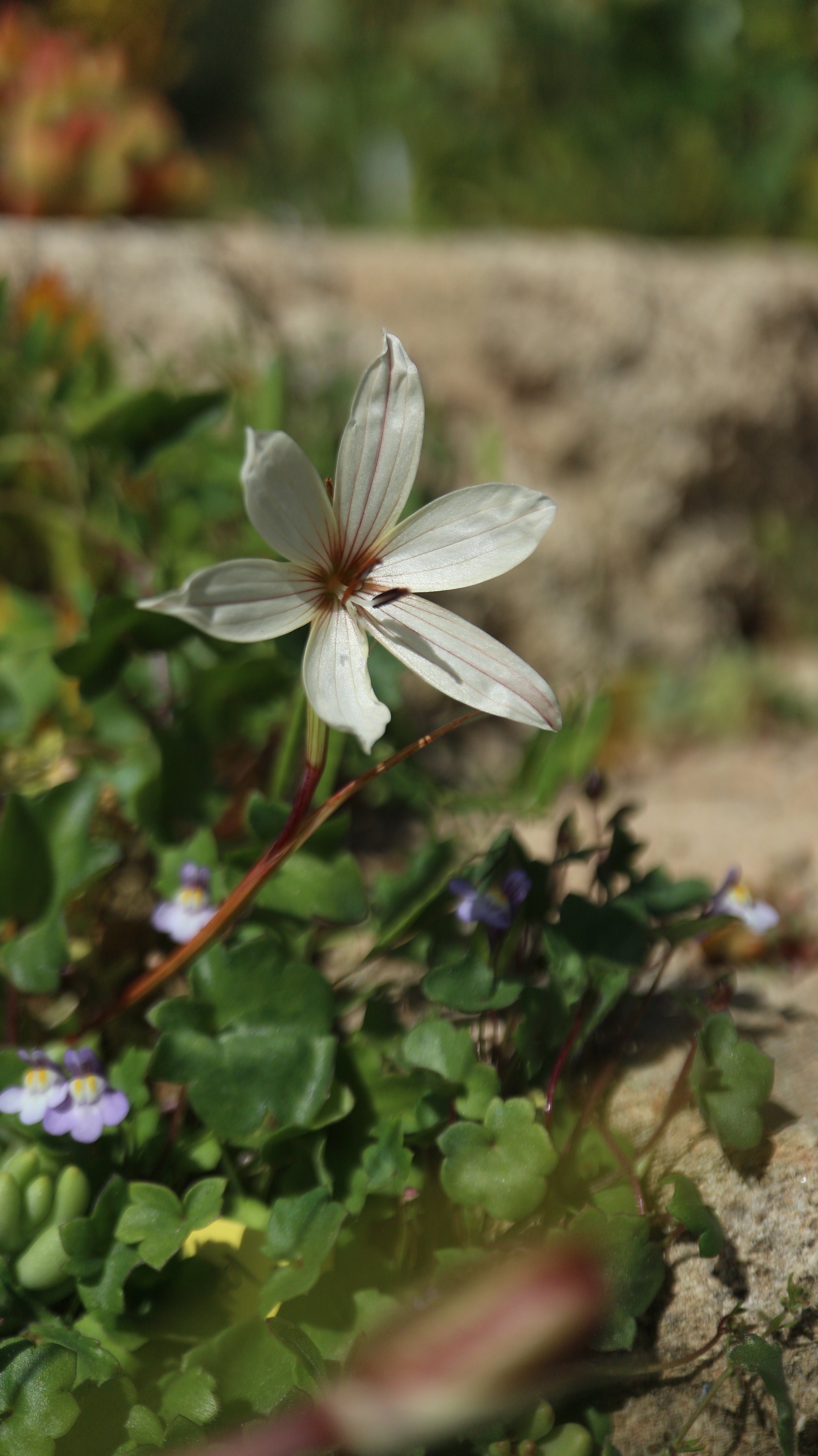 Hesperantha muirii / Iridaceae / S Cape, South Africa