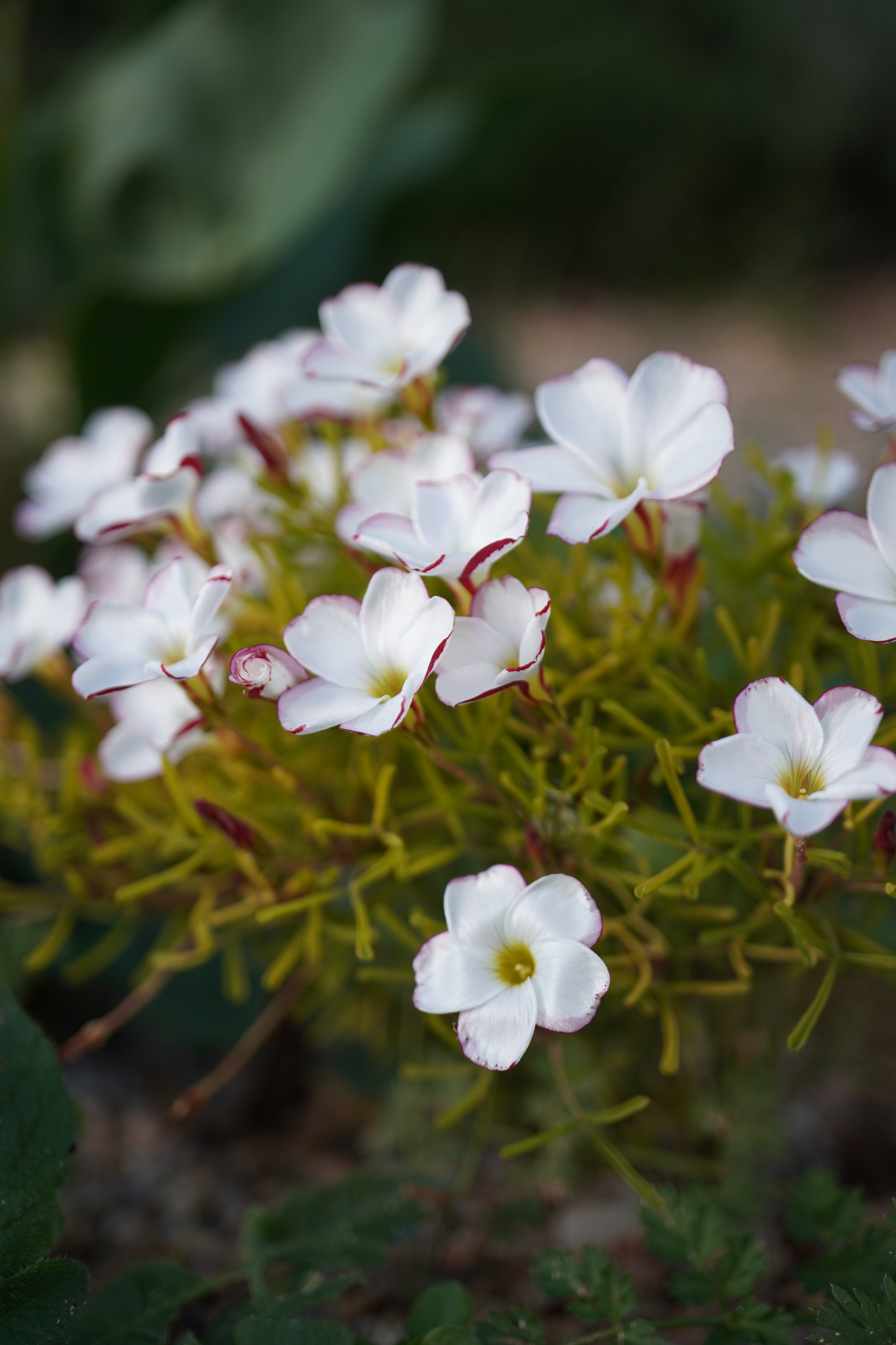 Oxalis versicolor / Oxalidaceae / SW Cape, South Africa