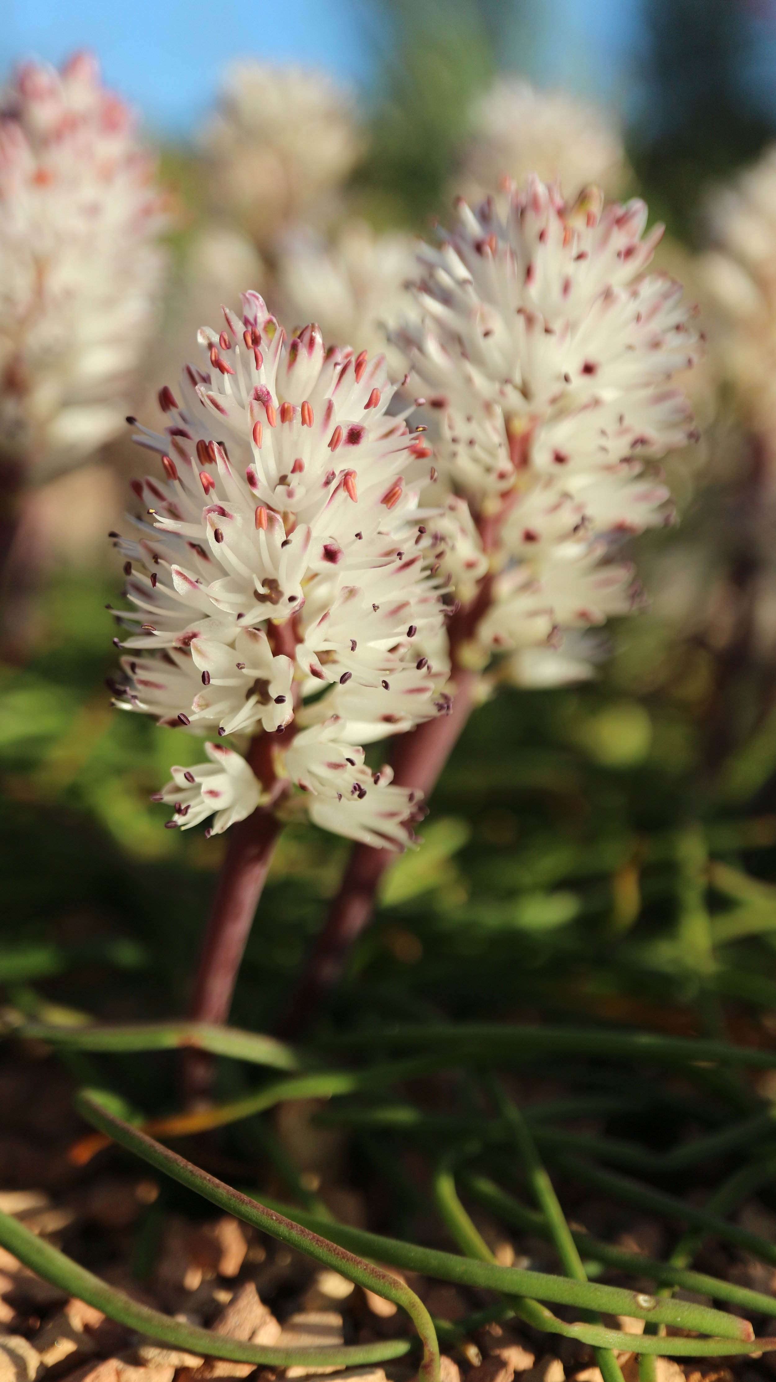 Lachenalia multiflora / Scilloideae / SW Cape, South Africa