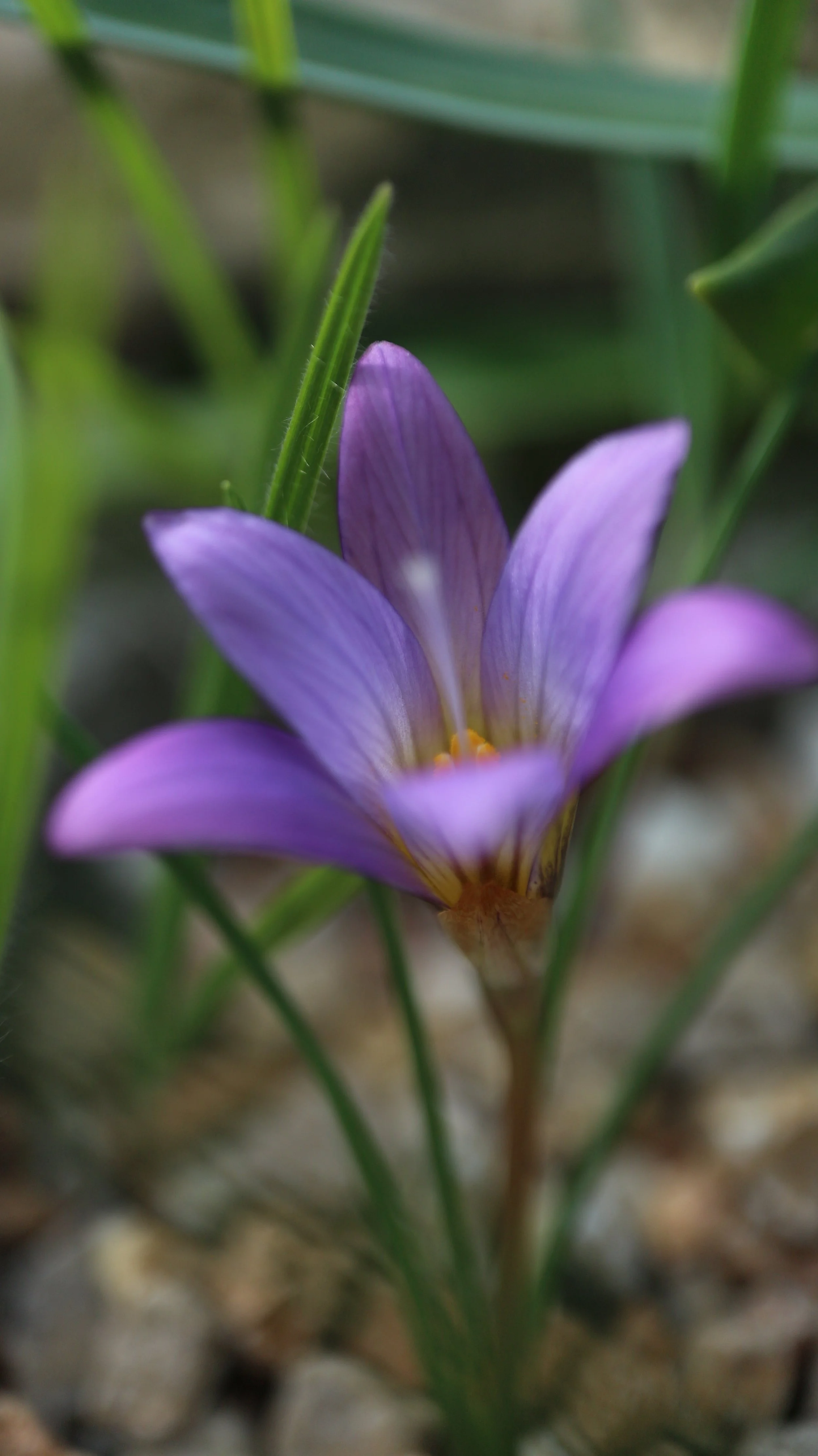 Romulea ramiflora (ex Cádiz) / Iridaceae / Mediterranean Region