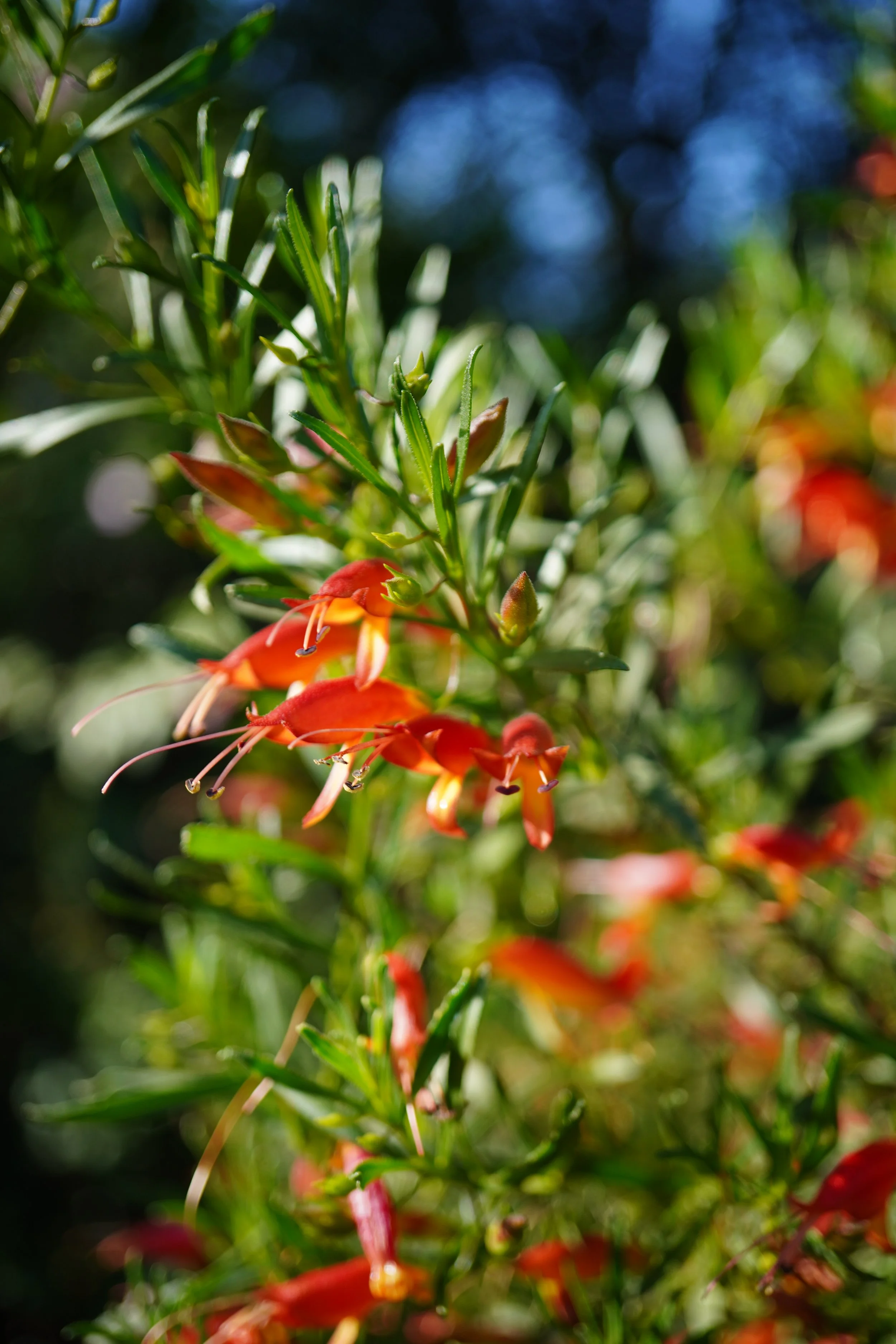 Eremophila maculata / Scrophulariaceae / Australia