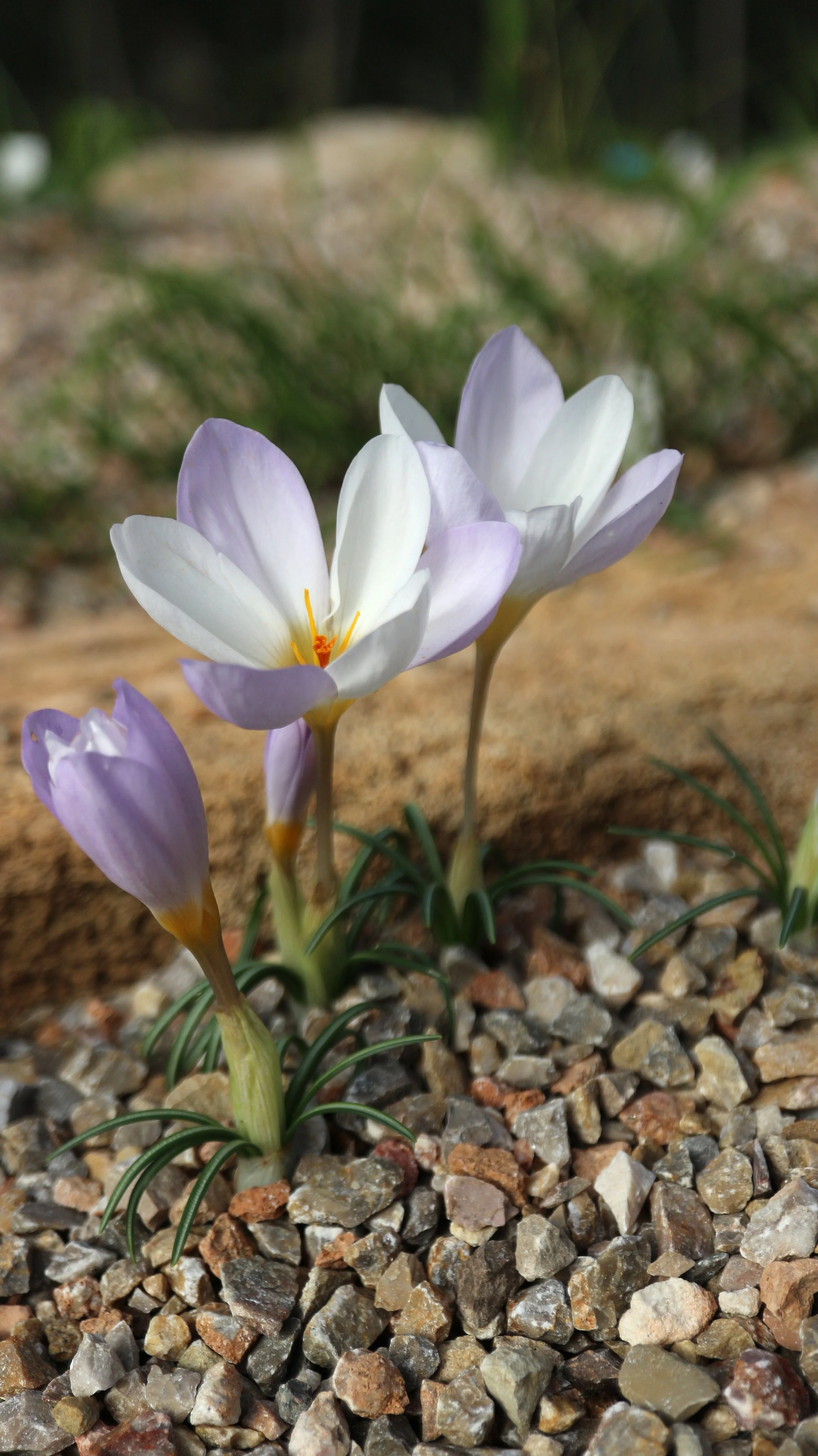 Crocus niveus / Iridaceae / E Mediterranean