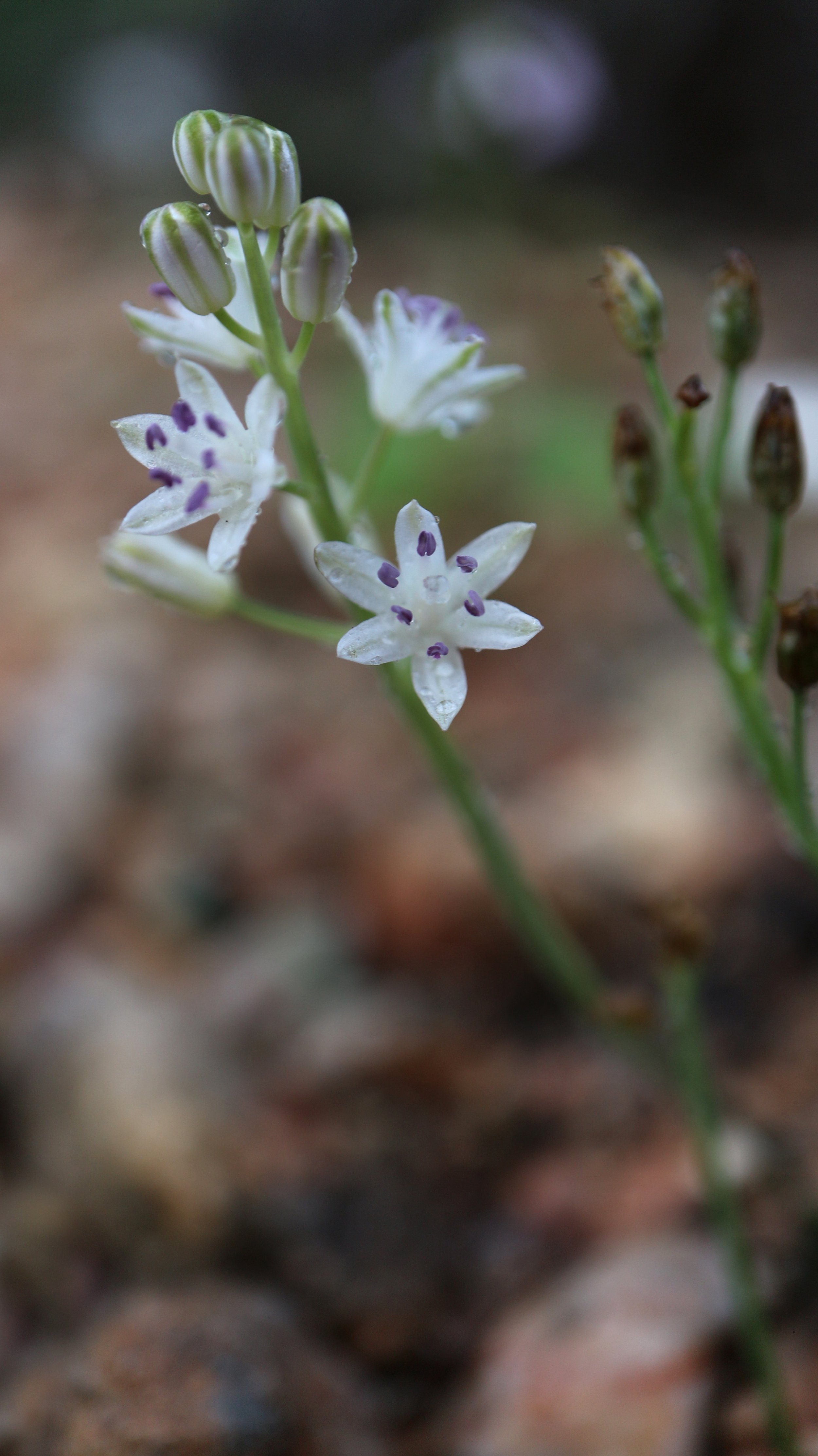 Prospero obtusifolium f. alba (ex Eivissa) / Scilloideae / Mediterranean Region