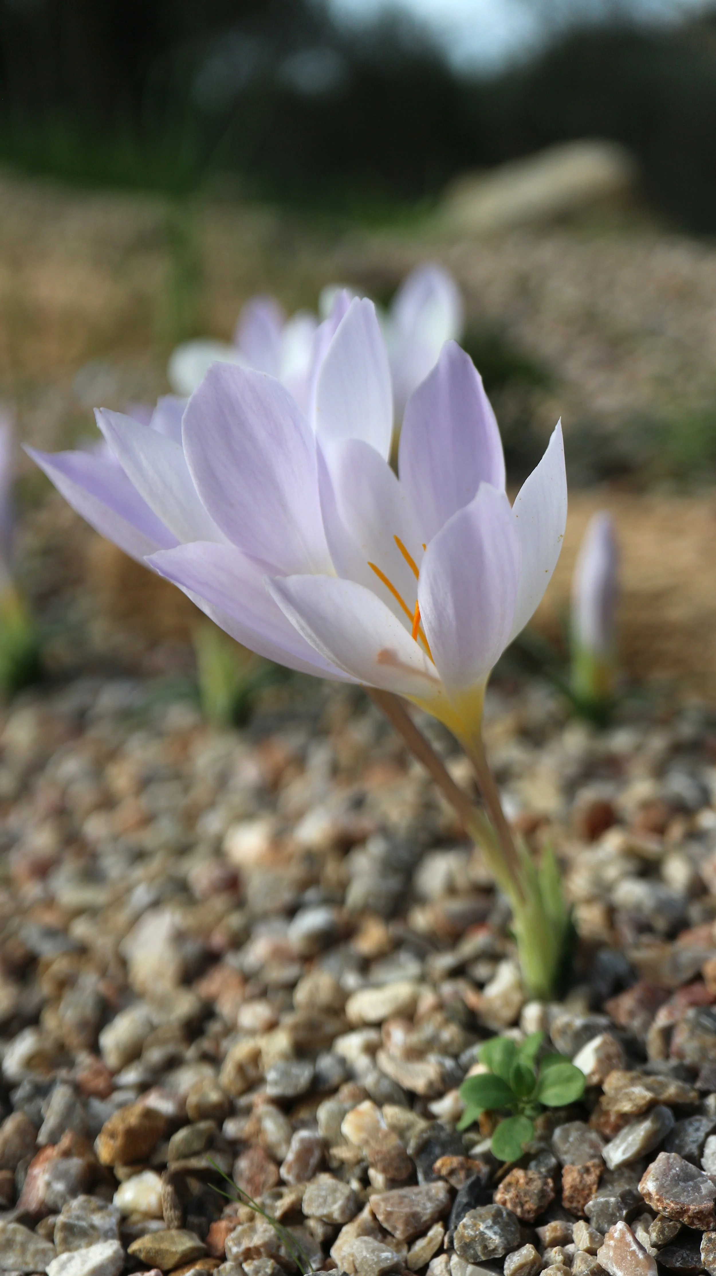 Crocus niveus / Iridaceae / E Mediterranean