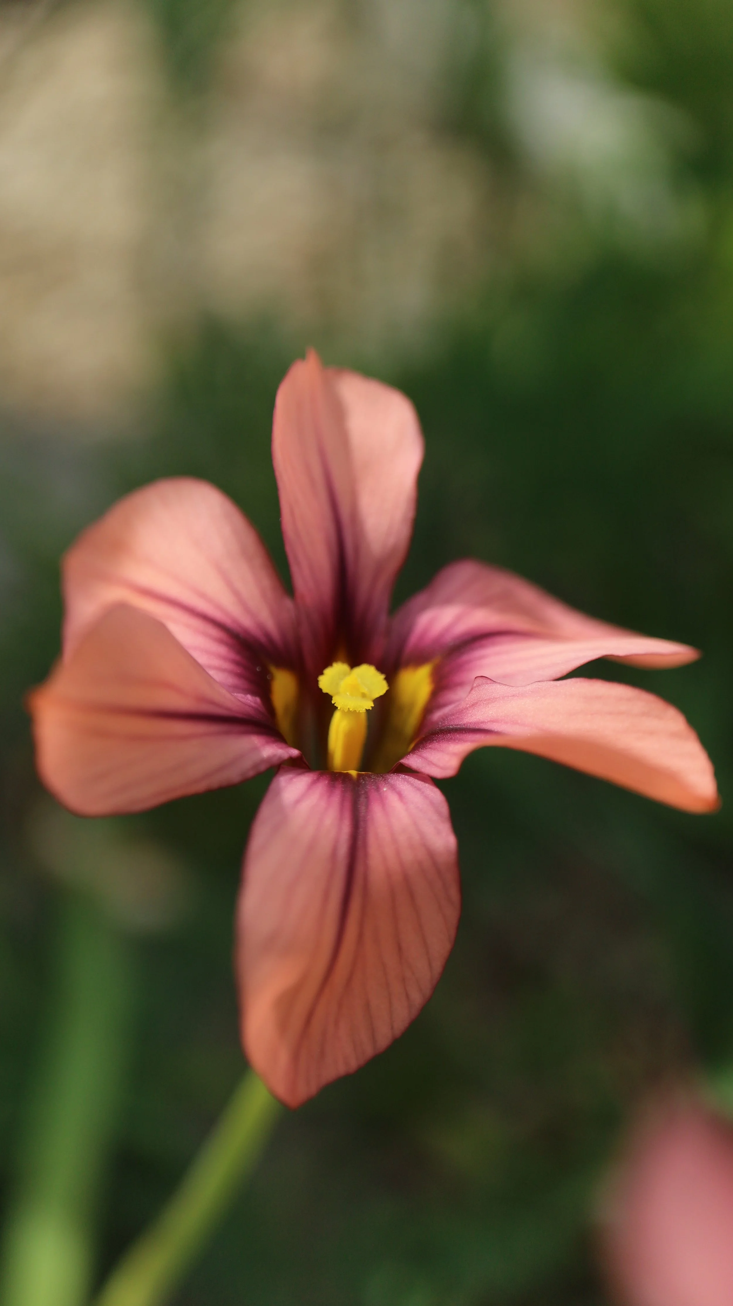 Moraea x (spontaneous garden cross) / Iridaceae / W Cape, South Africa