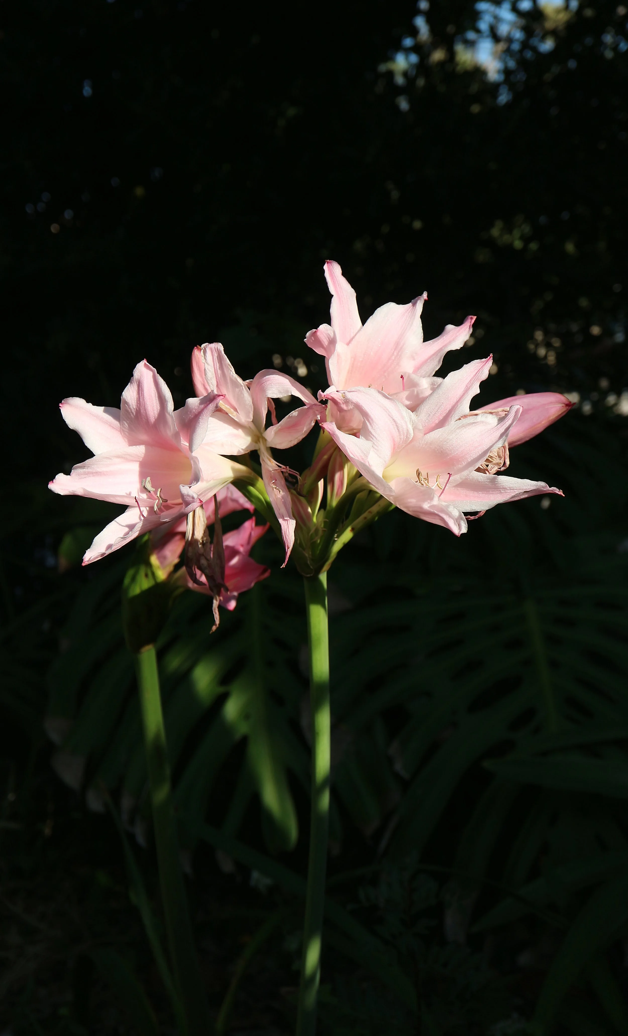 Amarine x (Amaryllis belladonna x Crinum moorei ) / Amaryllidaceae