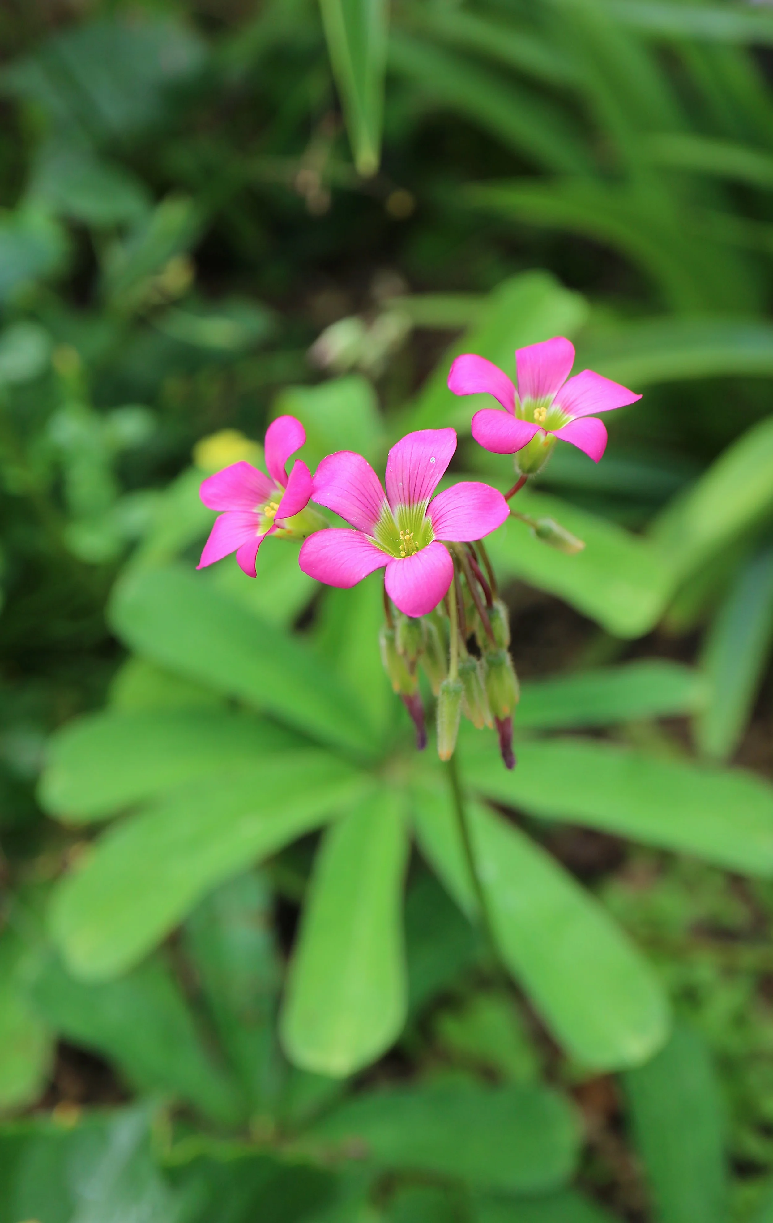 Oxalis lasiandra / Oxalidaceae / México