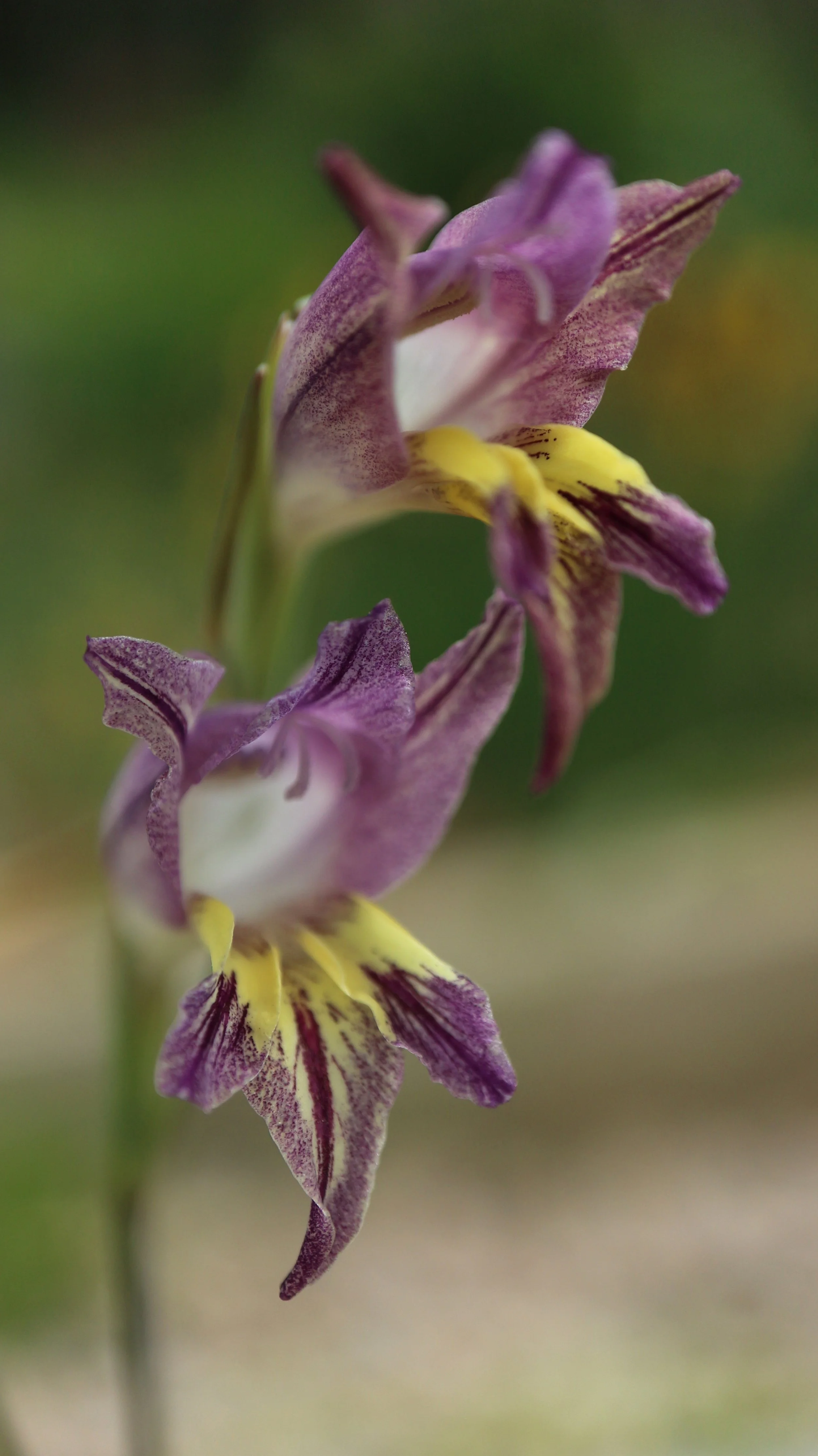 Gladiolus carinatus / Iridaceae / SW Cape, South africa