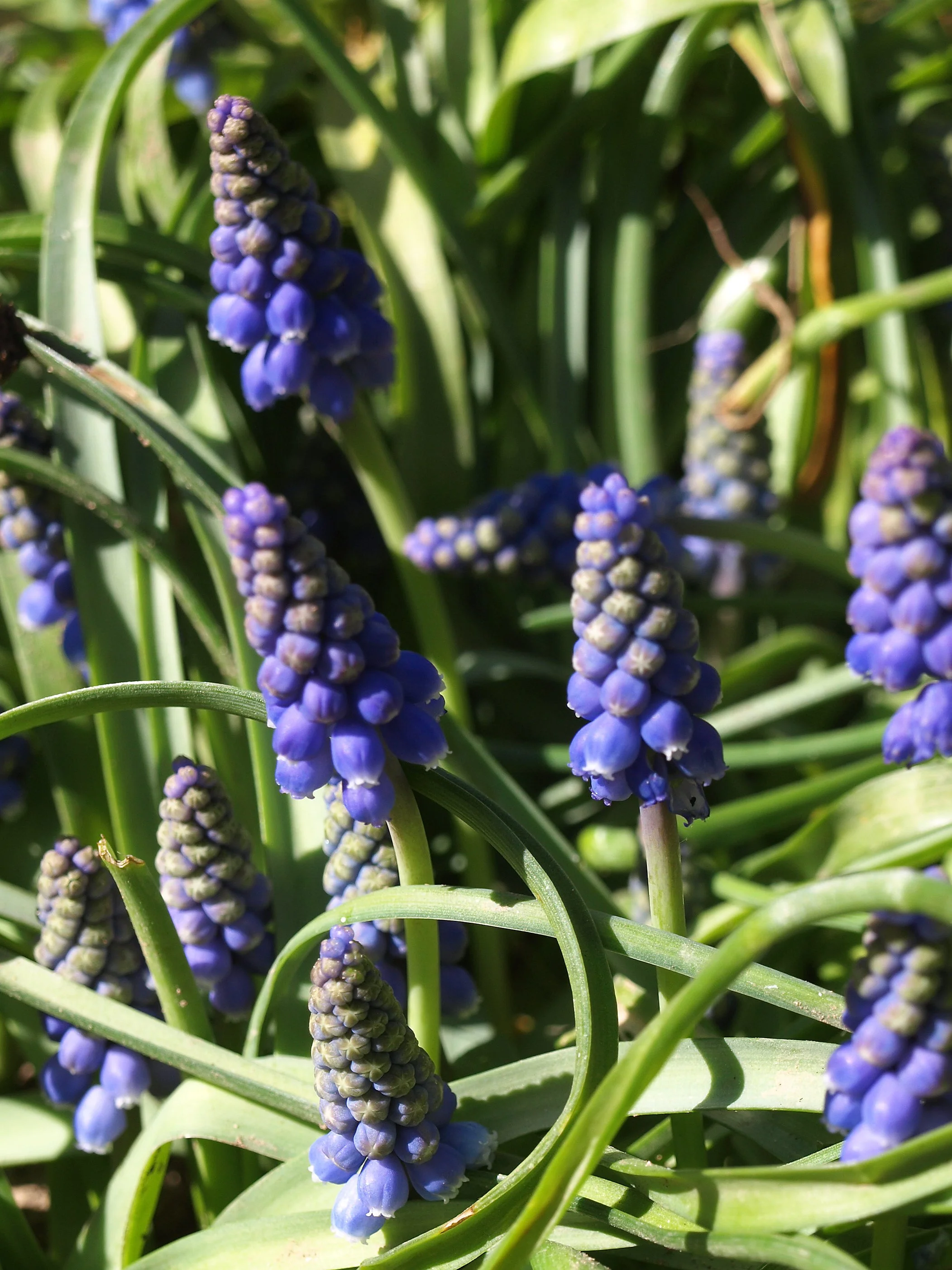 Muscari armeniacum / Scilloideae / Mediterranean Region