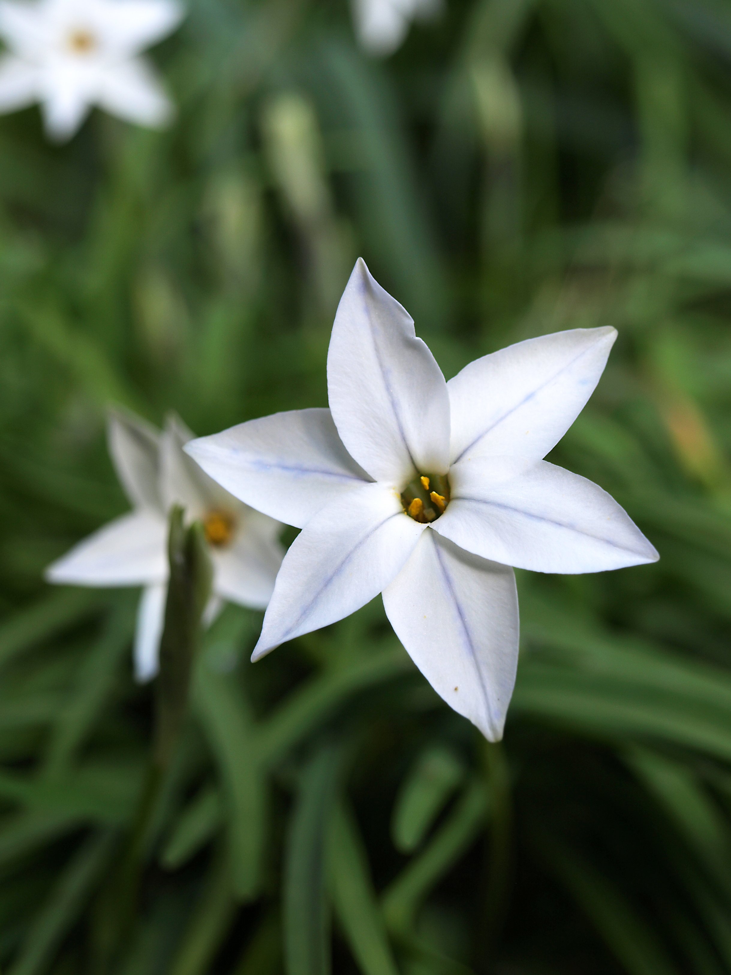 Ipheion uniflorum 'Alberto Castillo' / Allioideae 