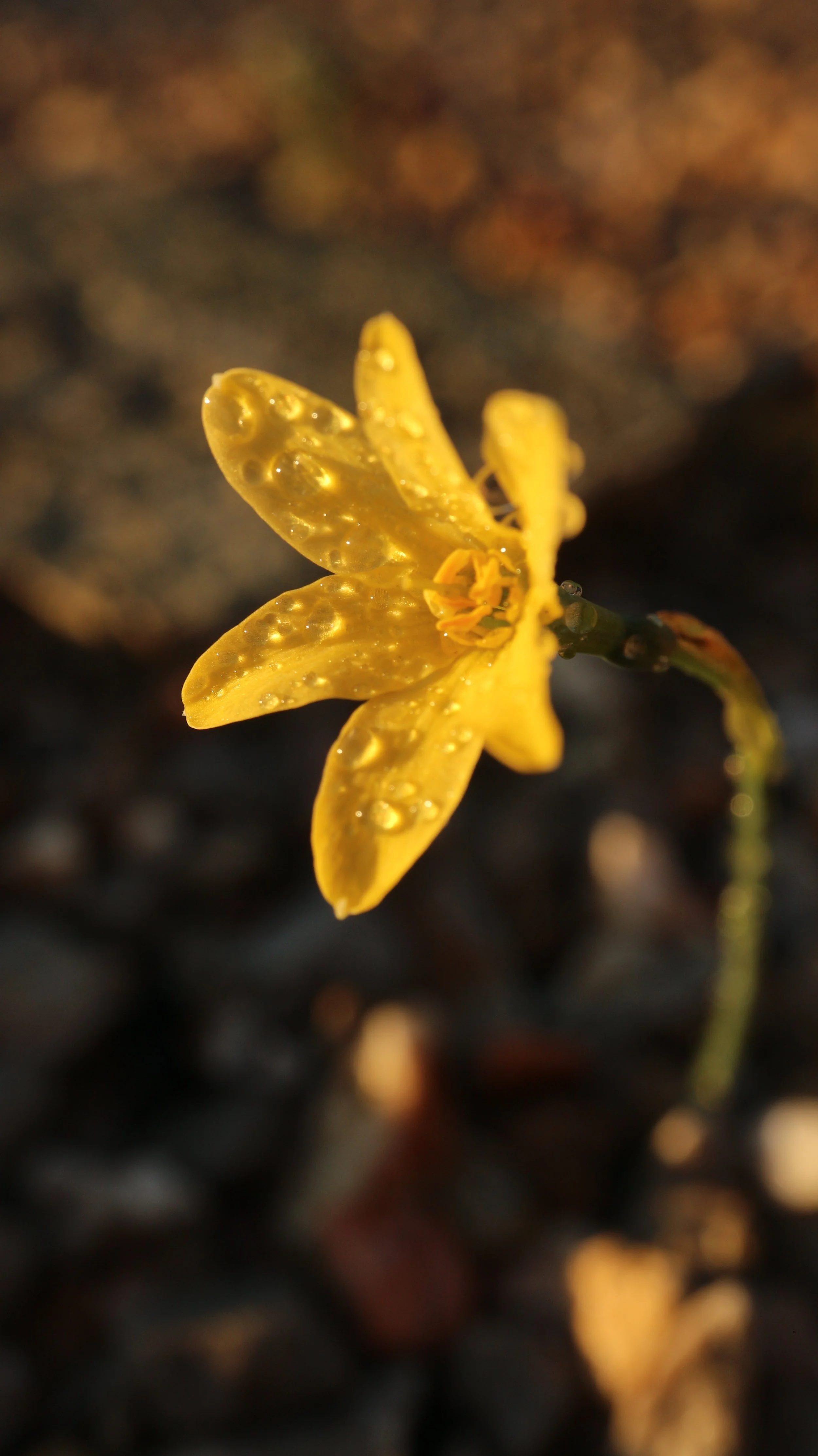 Narcissus perez-larae / Amaryllidaceae / E Spain