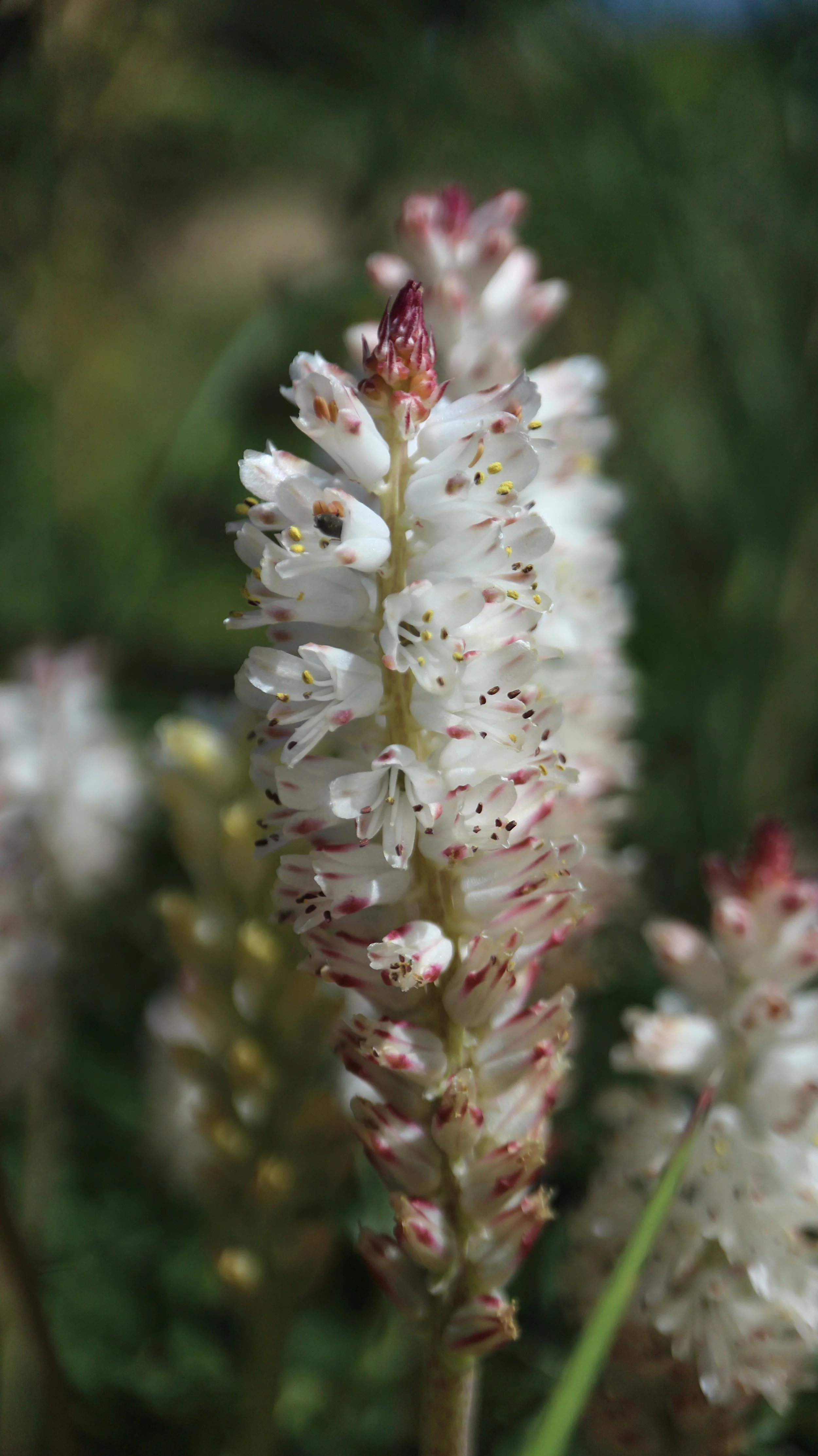 Lachenalia orthropetala / Scilloideae / SW Cape, South Africa