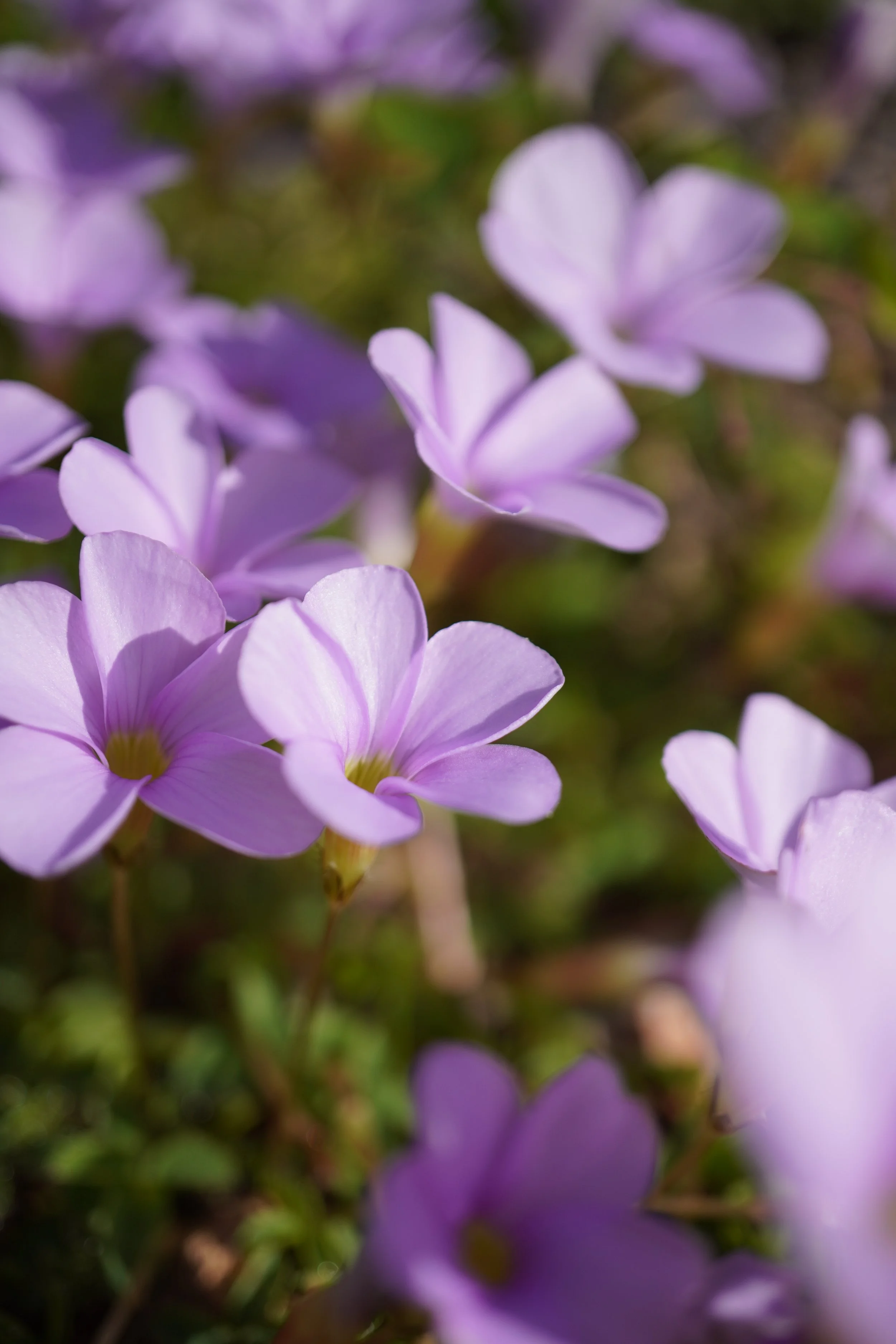 Oxalis minuta / Oxalidaceae / SW Cape, South Africa