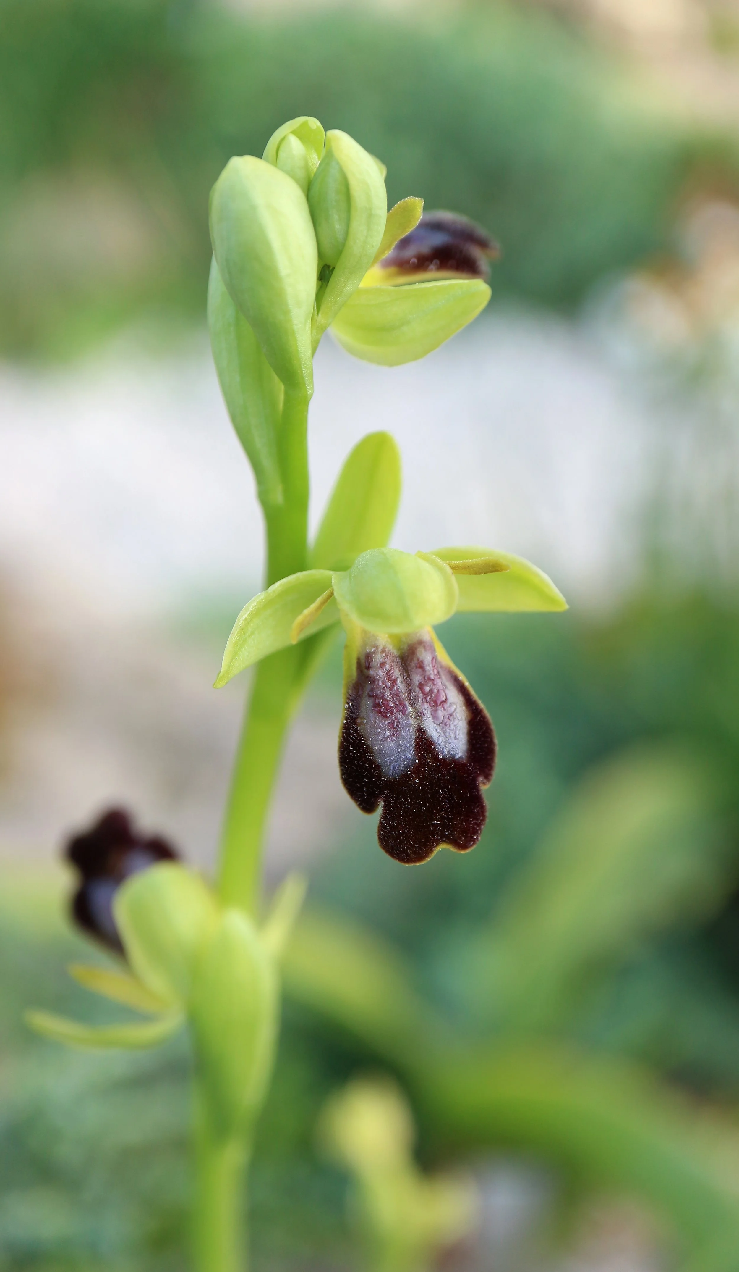 Ophrys bilunulata / Orchidaceae / Mediterranean Region