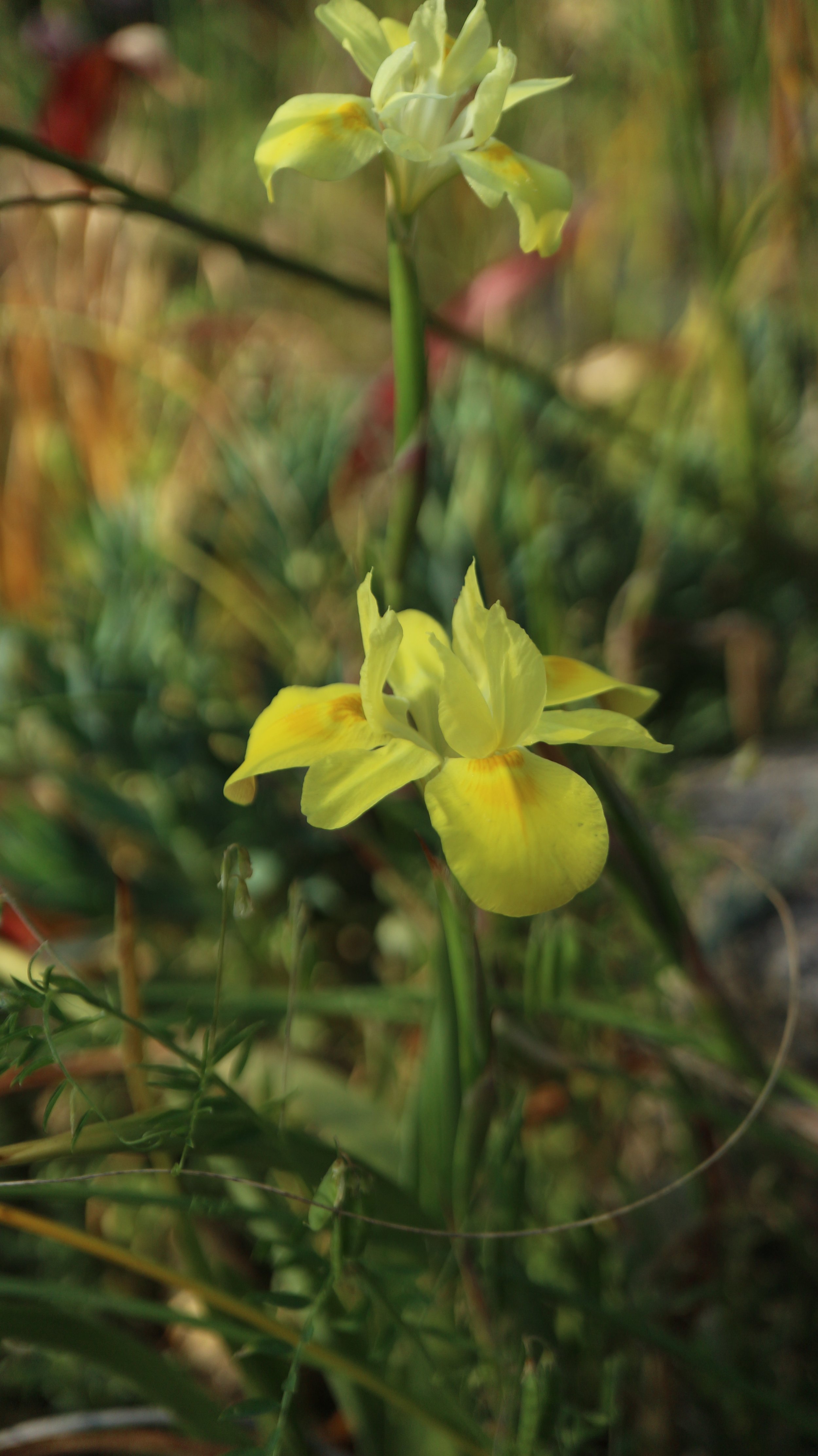 Moraea bituminosa (ex Lion's Head) / Iridaceae / SW Cape, South Africa