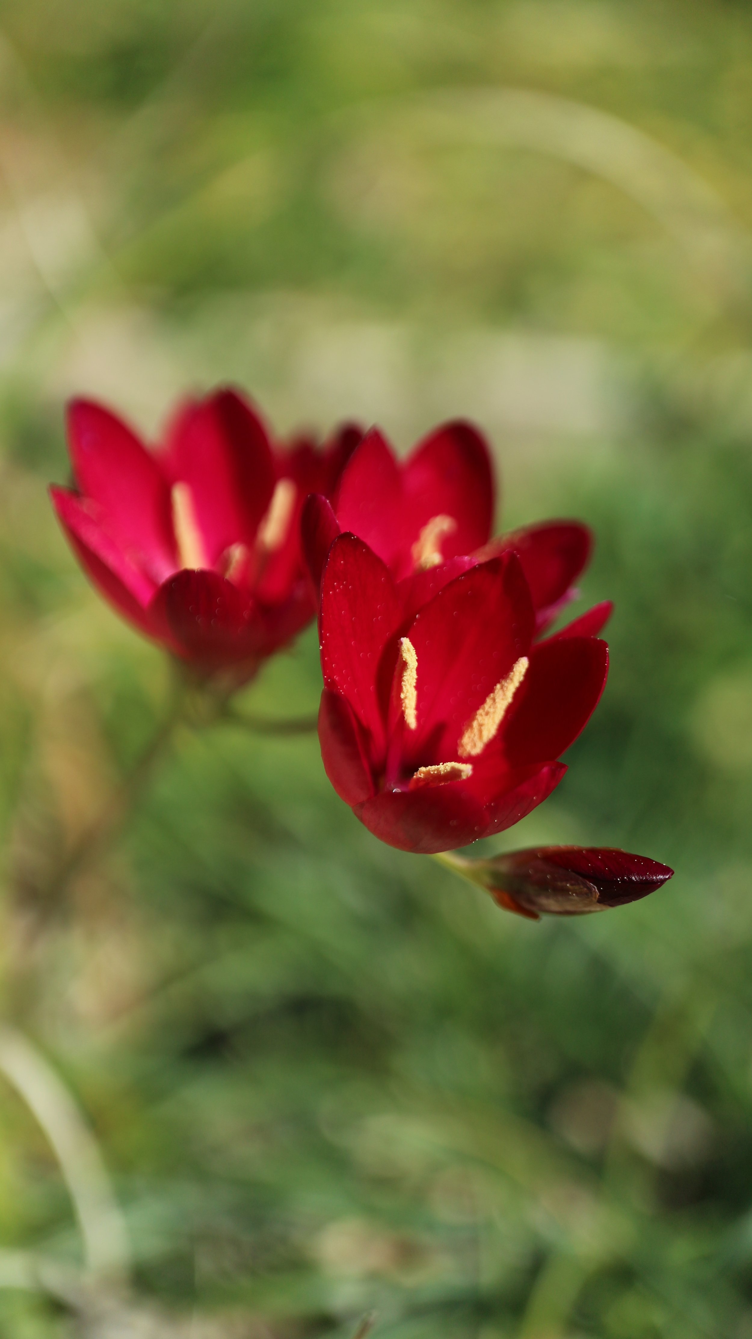 Geissorhiza erosa / Iridaceae / W Cape, South Africa