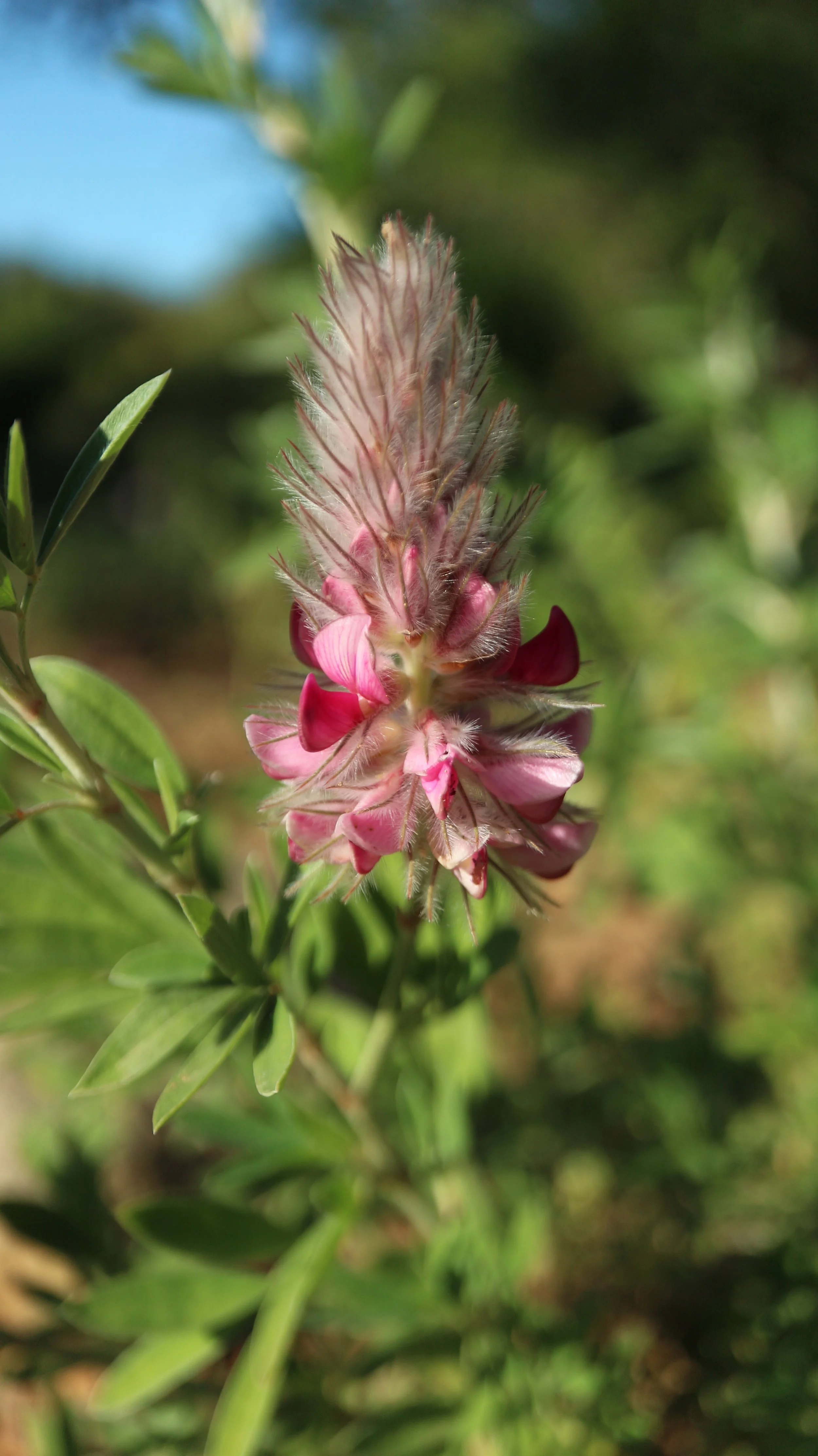 Ebenus cretica / Fabaceae / Crete