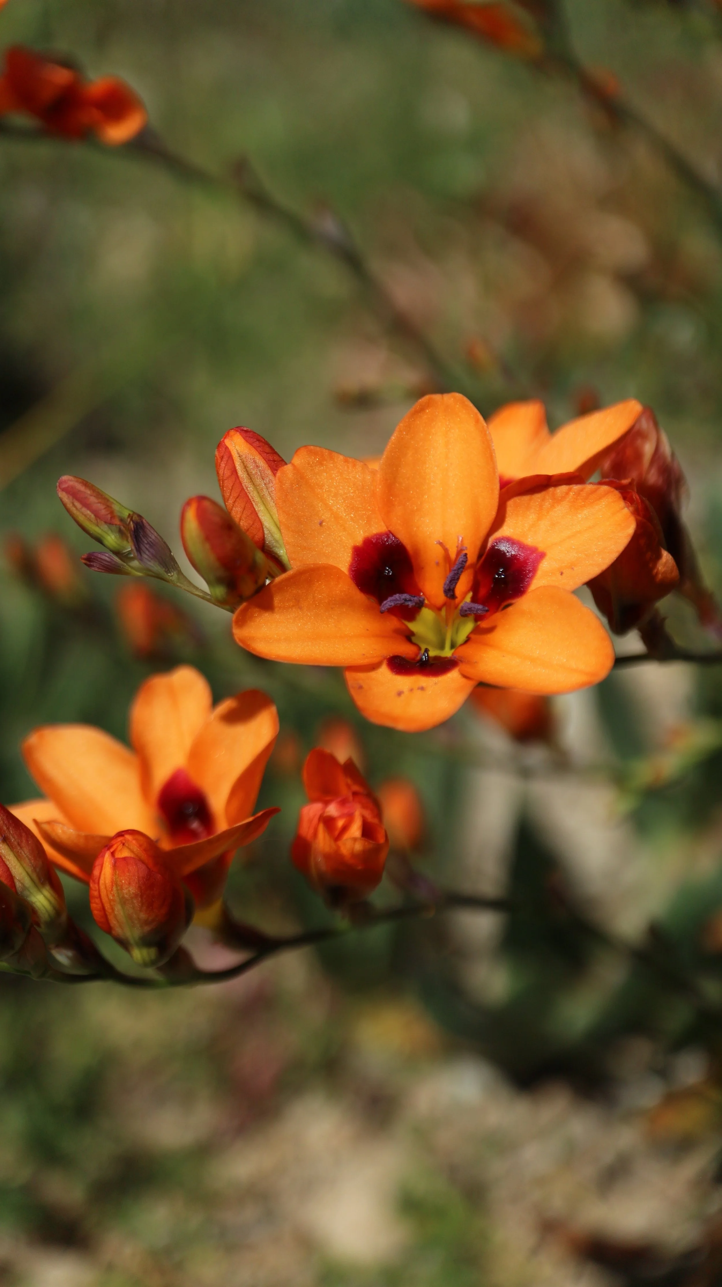 Tritonia deusta / Iridaceae / S Cape, South Africa