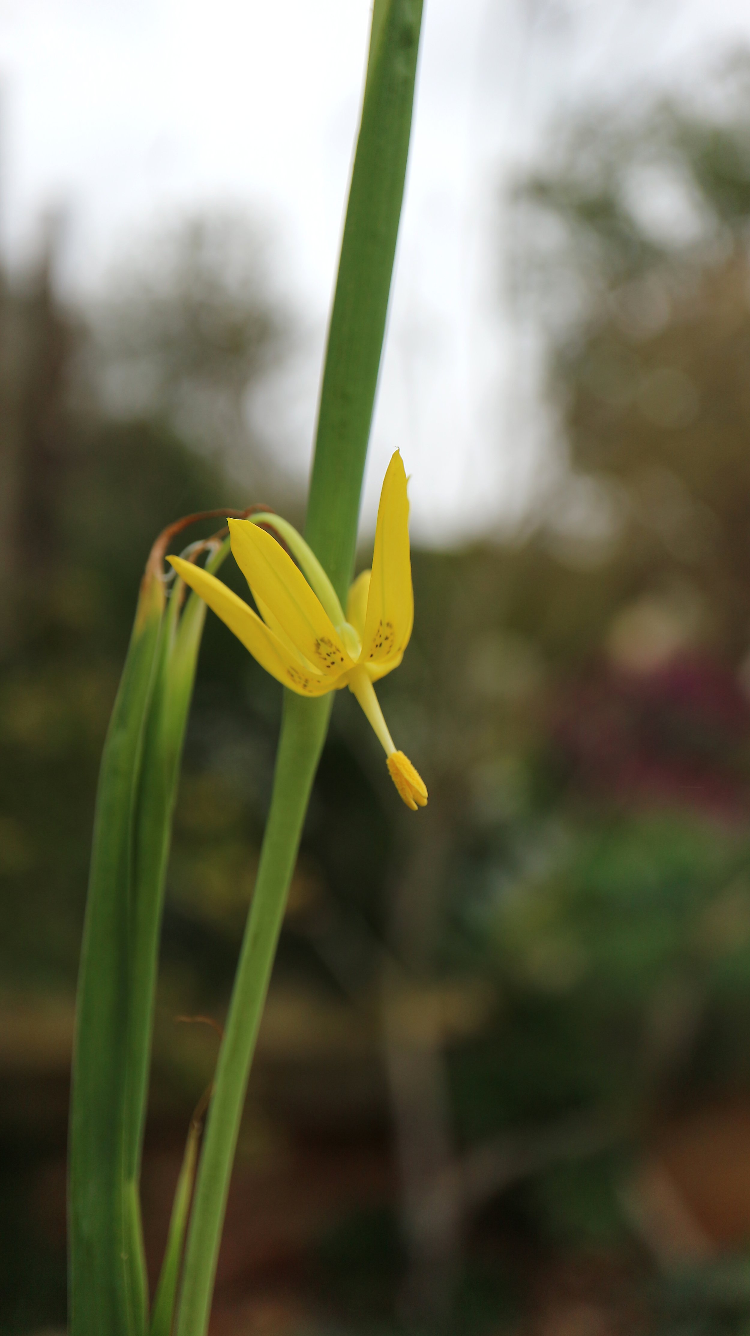 Moraea pendula / Iridaceae / SW Cape, South Africa