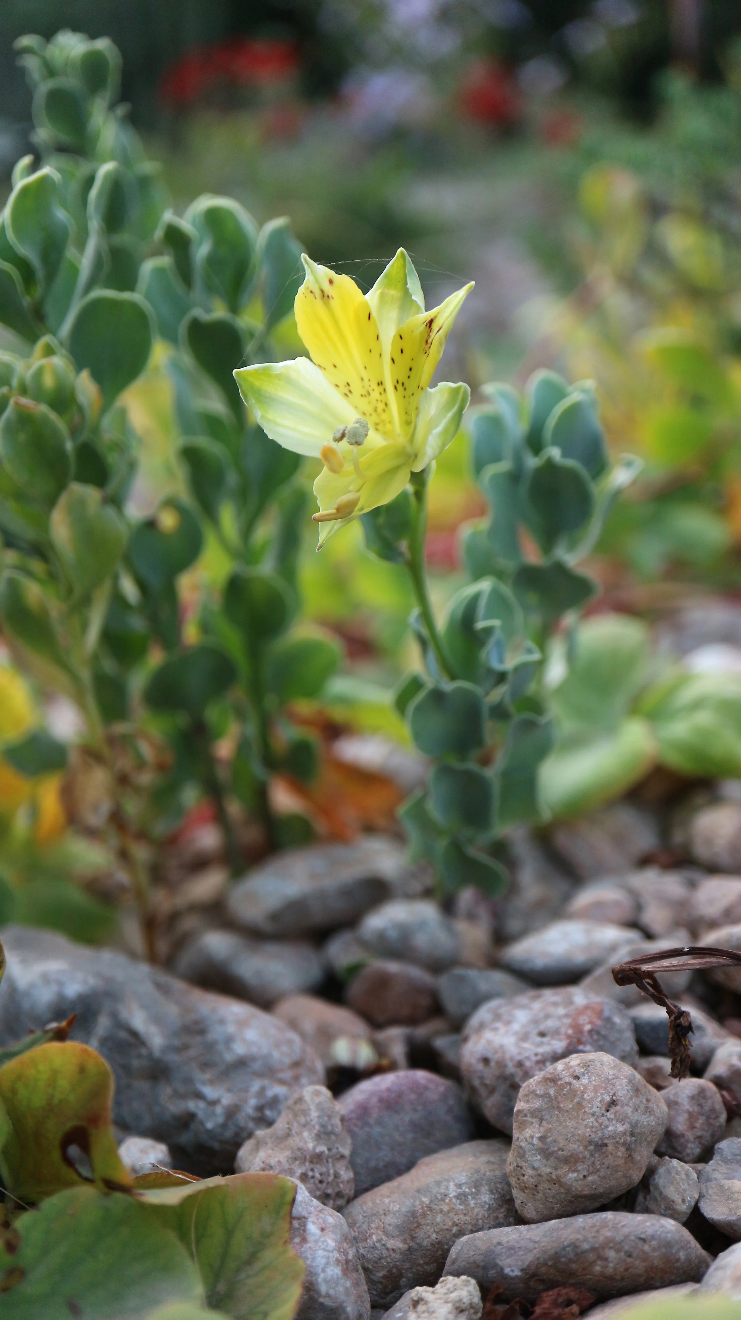 Alstroemeria weddermanii / Alstroemeriaceae / N Chile