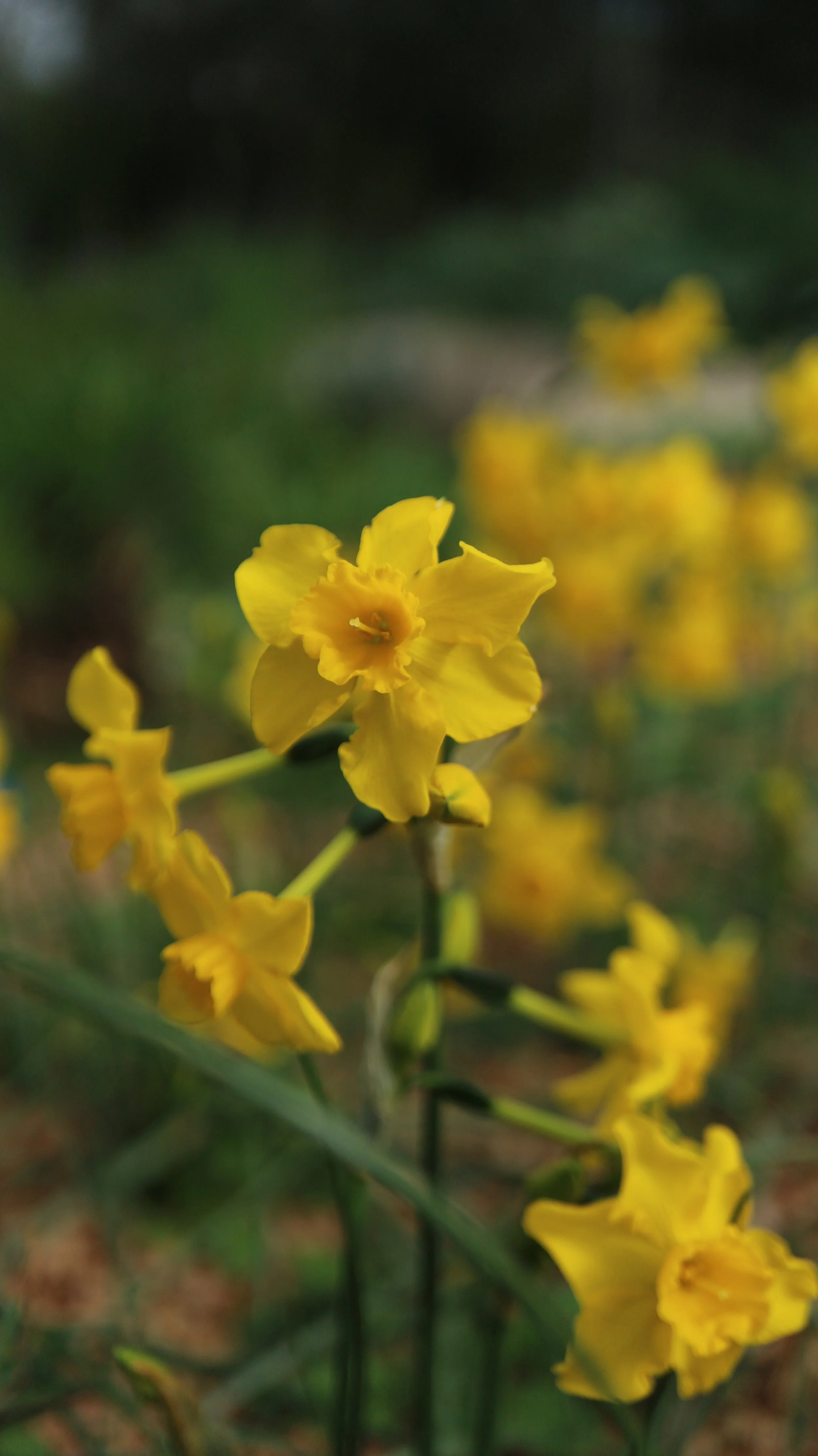 Narcissus jonquilla susbp. cerrolazae (ex Cádiz) / Amaryllidaceae / S Spain