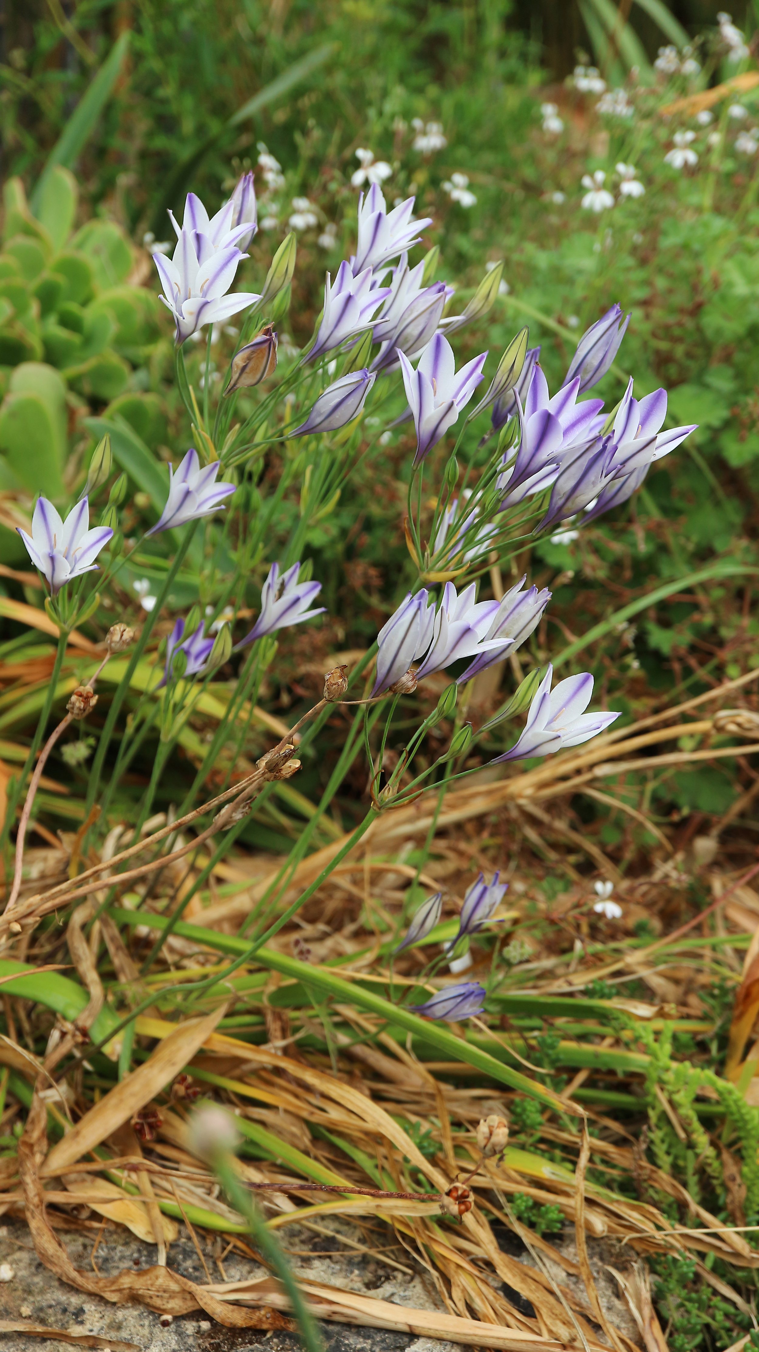 Triteleia laxa 'Foxy' / Brodiaoideae / W USA