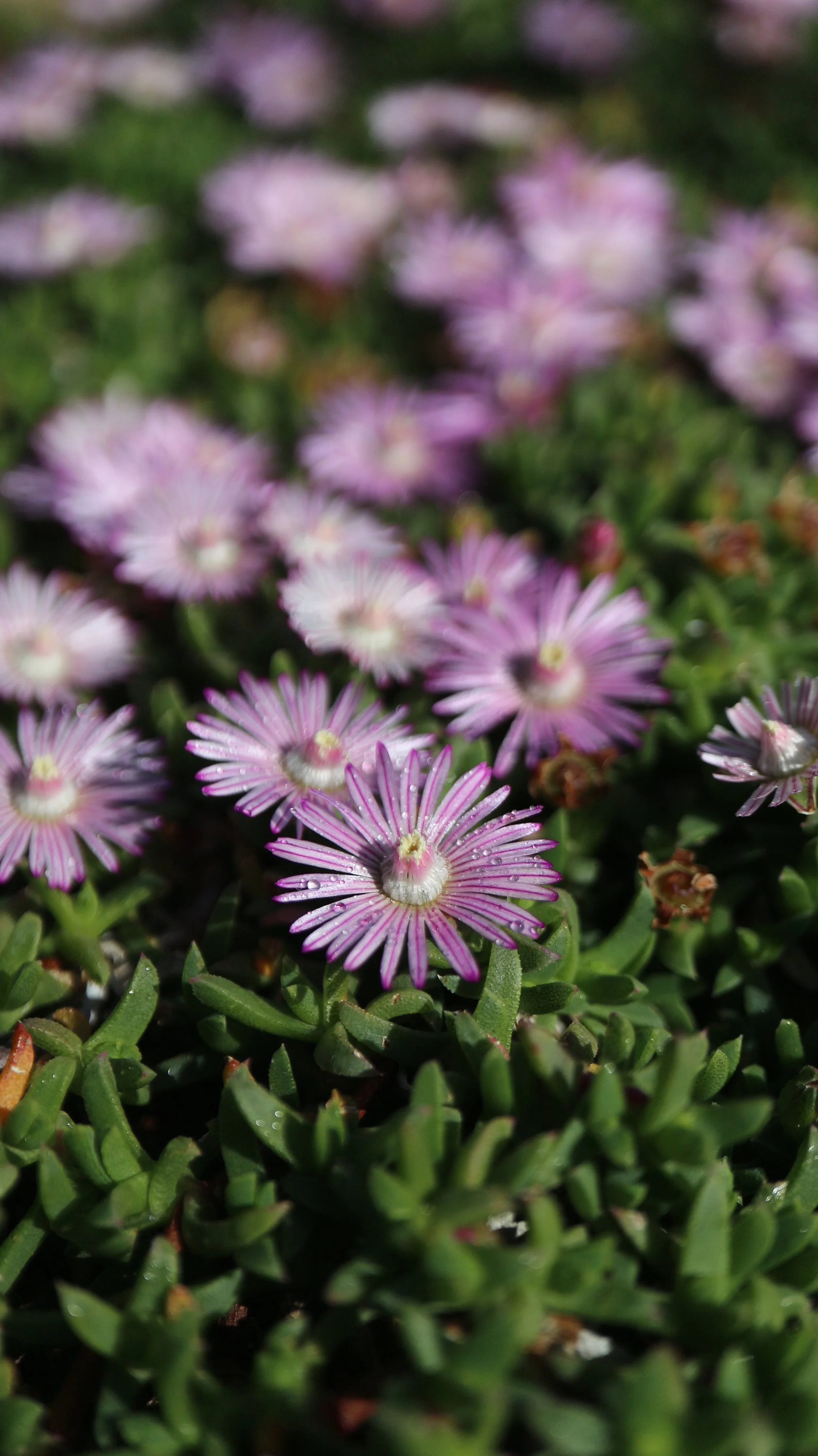 Ruschia lineolata / Aizoaceae / South Africa