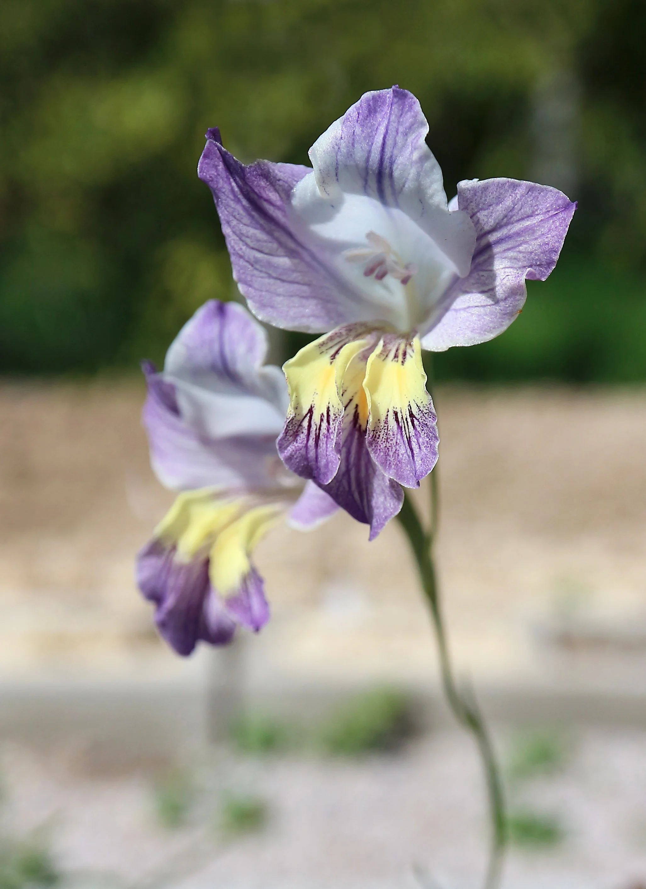 Gladiolus carinatus / Iridaceae / SW Cape, South africa