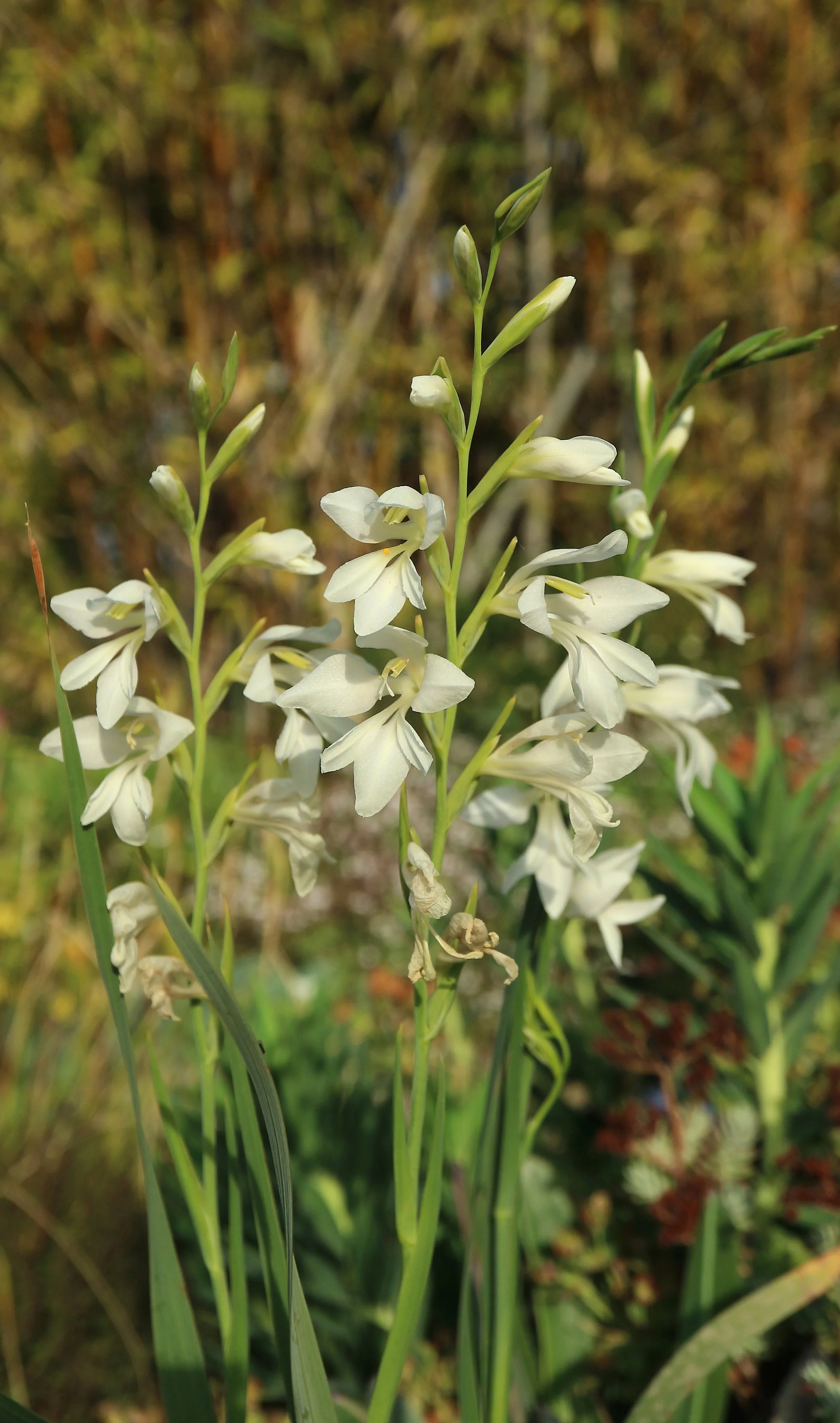Gladiolus illyricus f. alba (ex Mallorca) / Iridaceae / Mediterranean Region