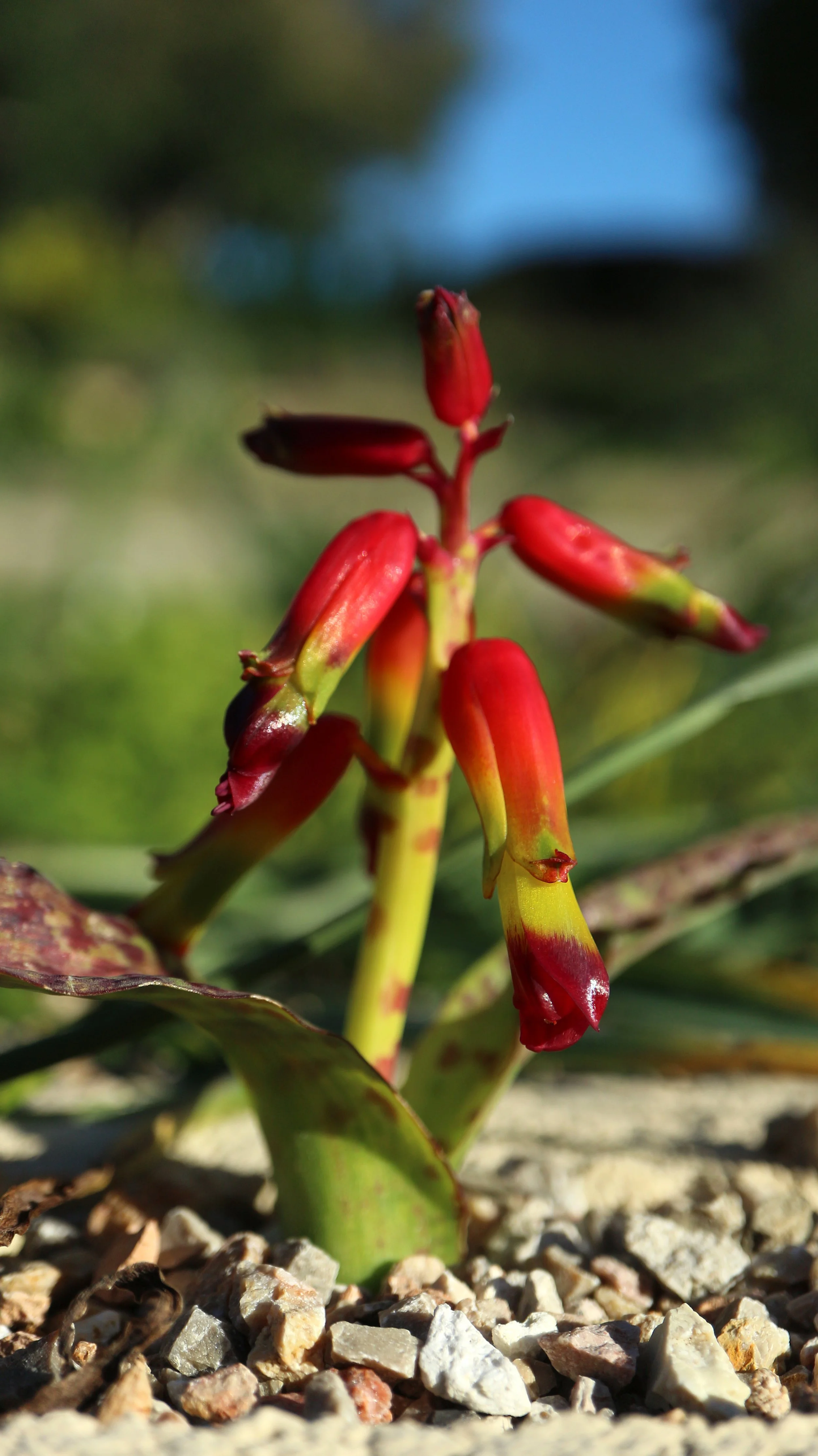 Lachenalia quadricolor / Scilloideae / SW Cape, South Africa