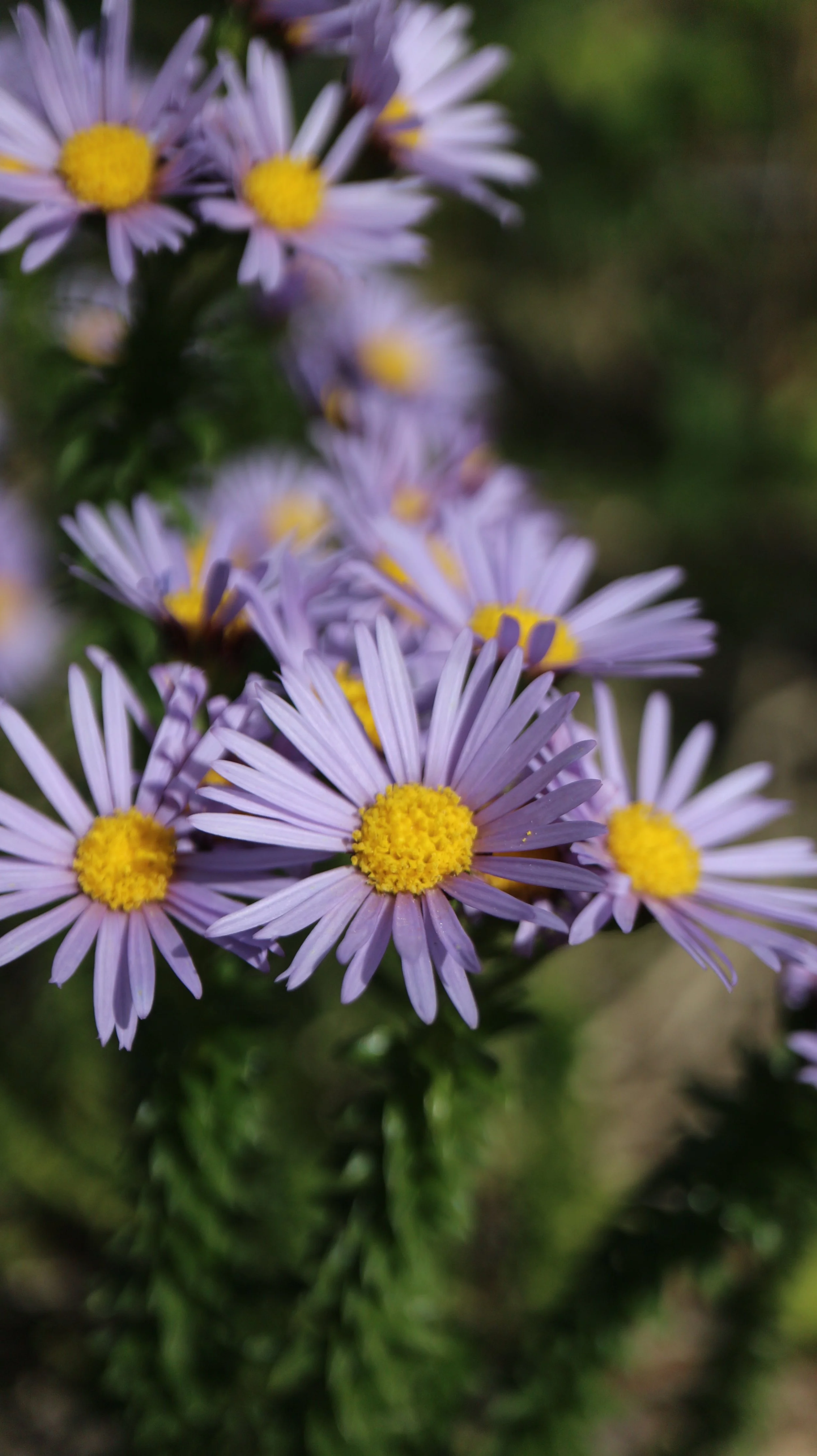 Asteraceae sp / South Africa