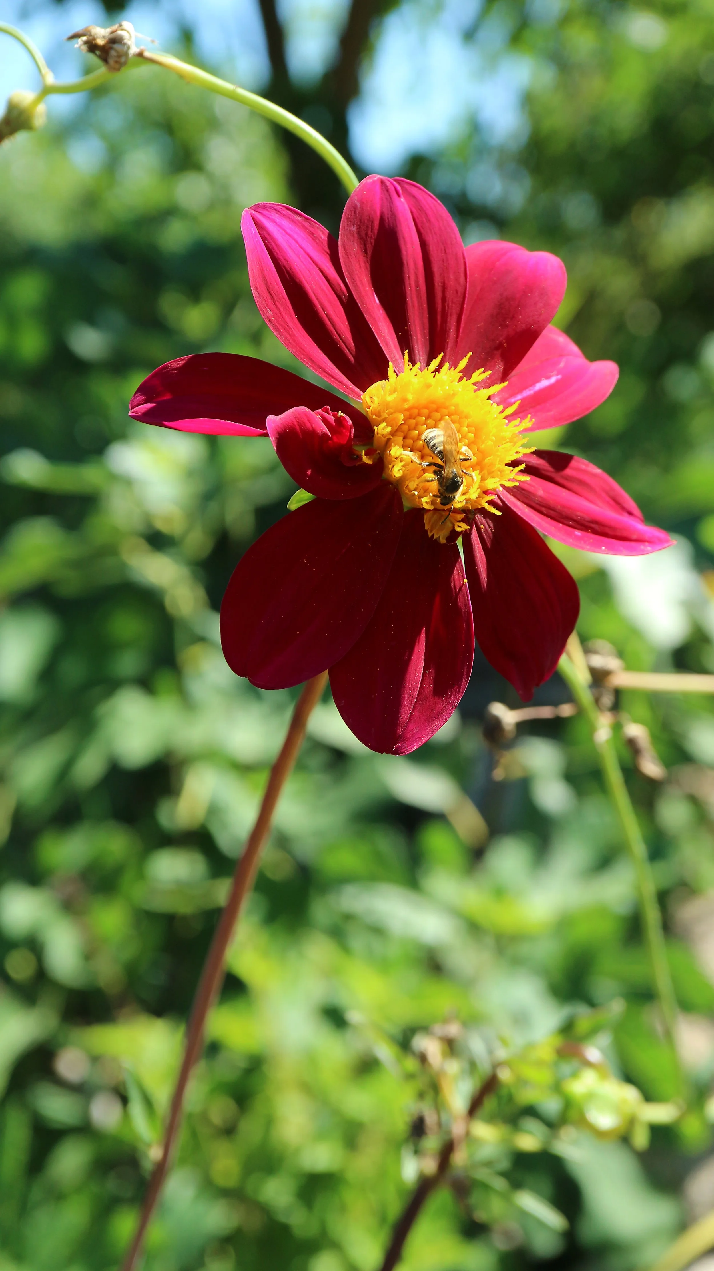 Dahlia coccinea / Asteraceae / C & S America