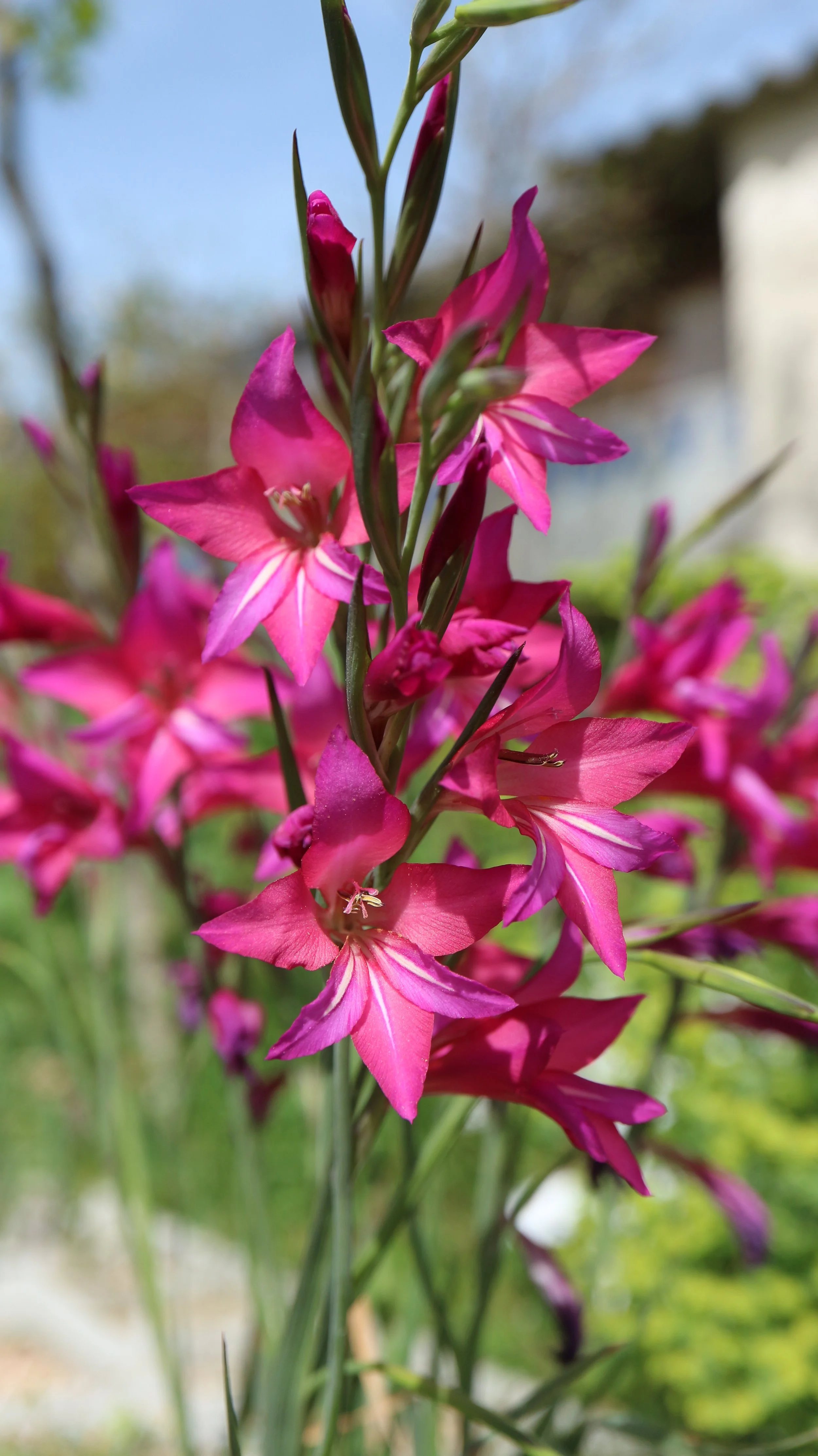 Gladiolus illyricus (ex Mallorca) / Iridaceae / Mediterranean Region