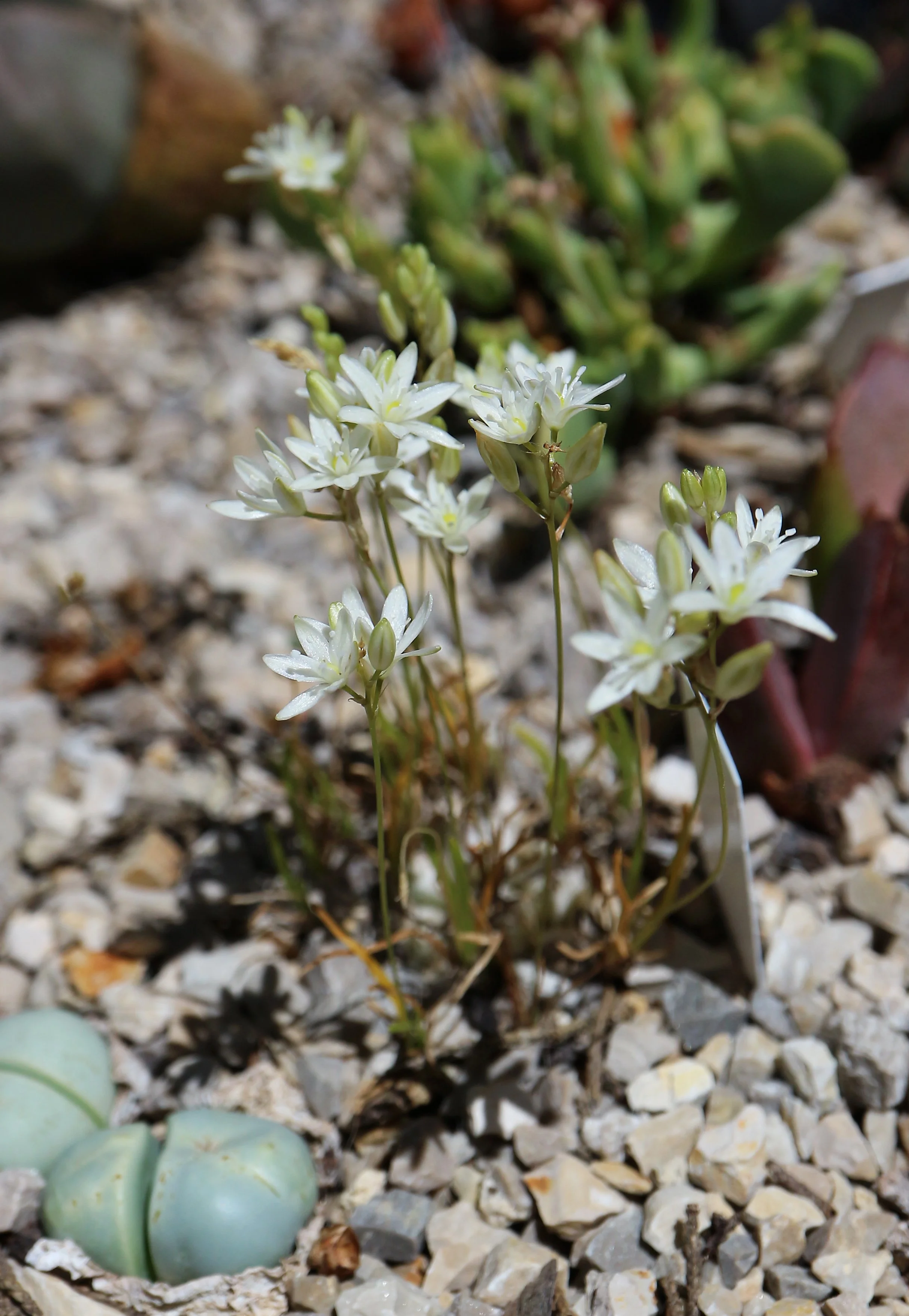 Ornithogalum sardienii / Scilloideae / karoo, South Africa